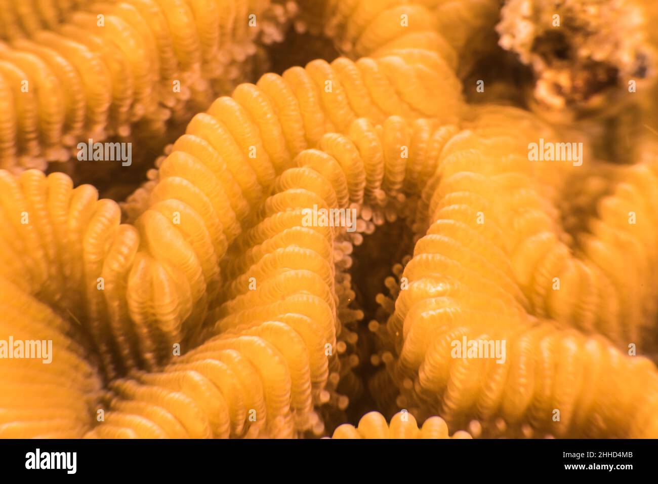 Primo piano, macro della morfologia dei coralli nella barriera corallina del Mar dei Caraibi, Curacao Foto Stock