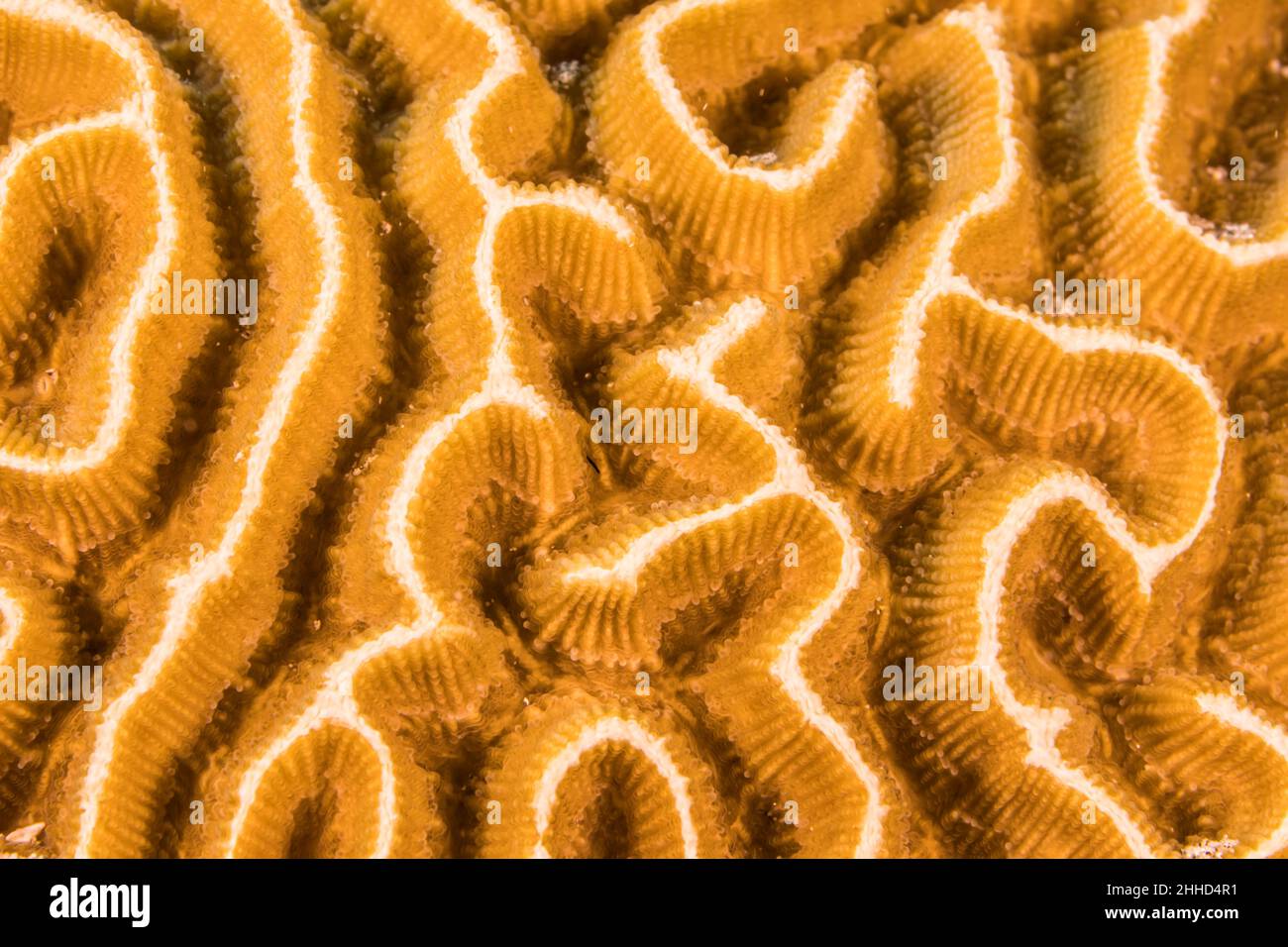 Primo piano, macro della morfologia dei coralli nella barriera corallina del Mar dei Caraibi, Curacao Foto Stock