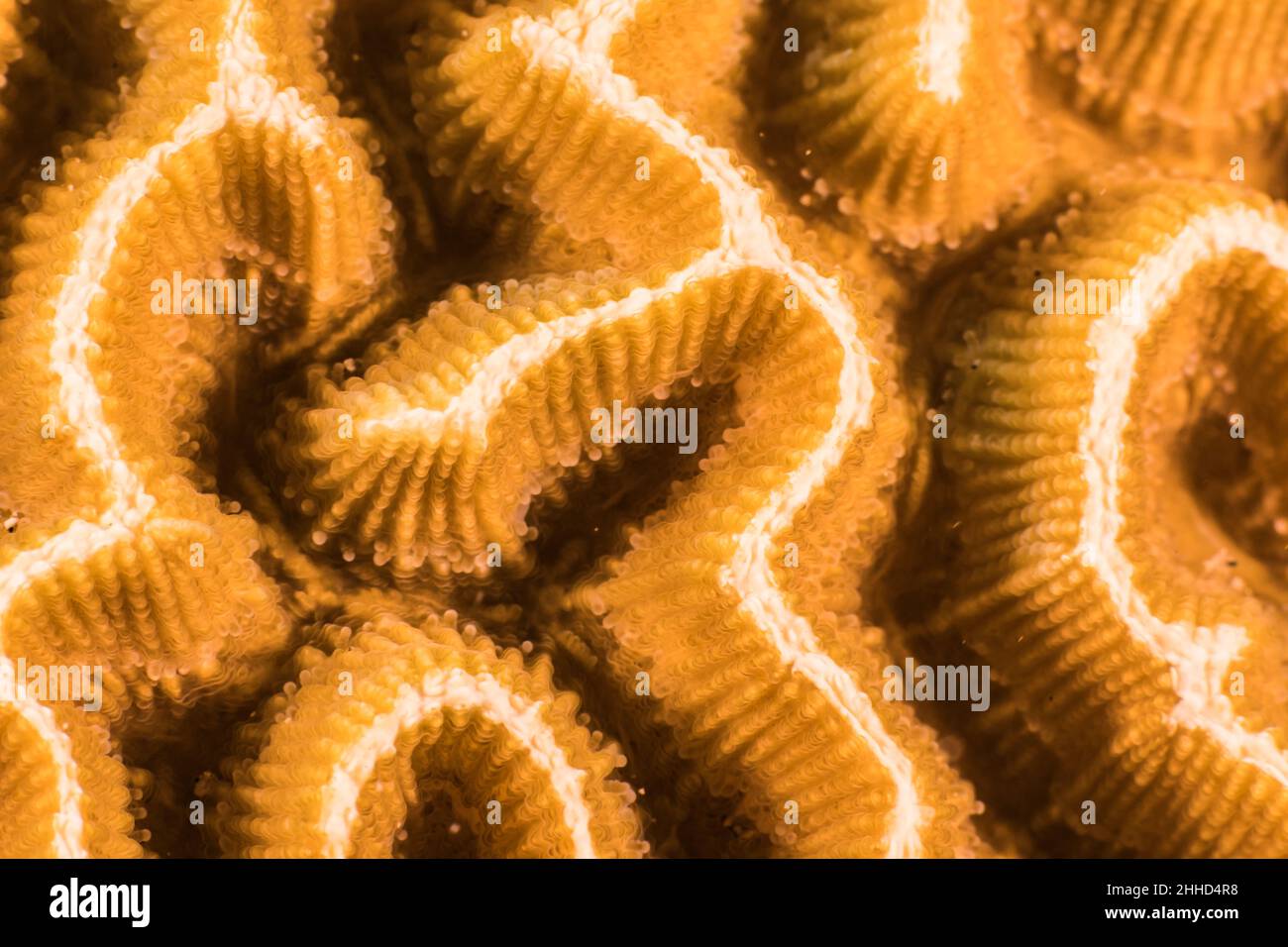 Primo piano, macro della morfologia dei coralli nella barriera corallina del Mar dei Caraibi, Curacao Foto Stock