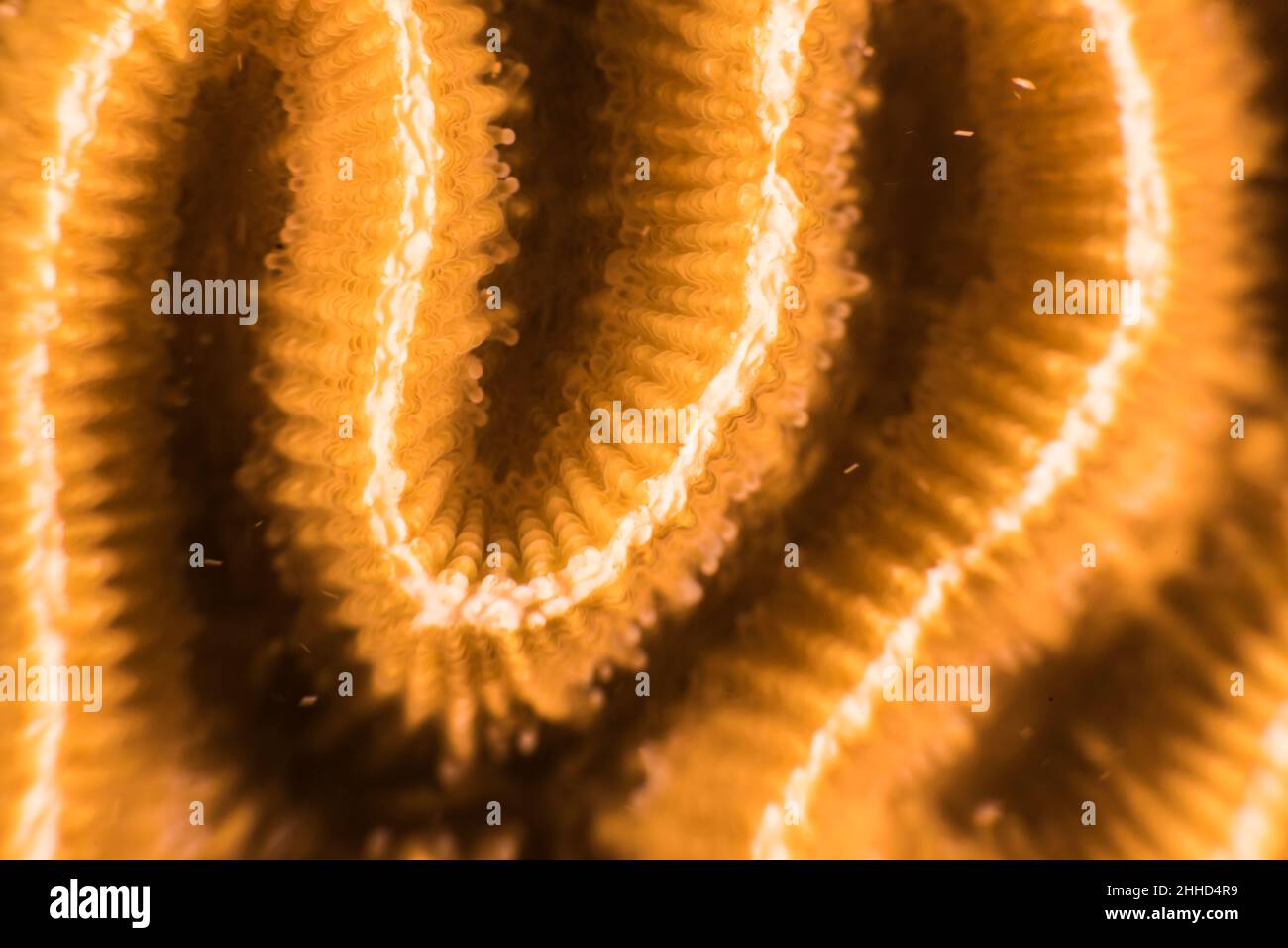 Primo piano, macro della morfologia dei coralli nella barriera corallina del Mar dei Caraibi, Curacao Foto Stock