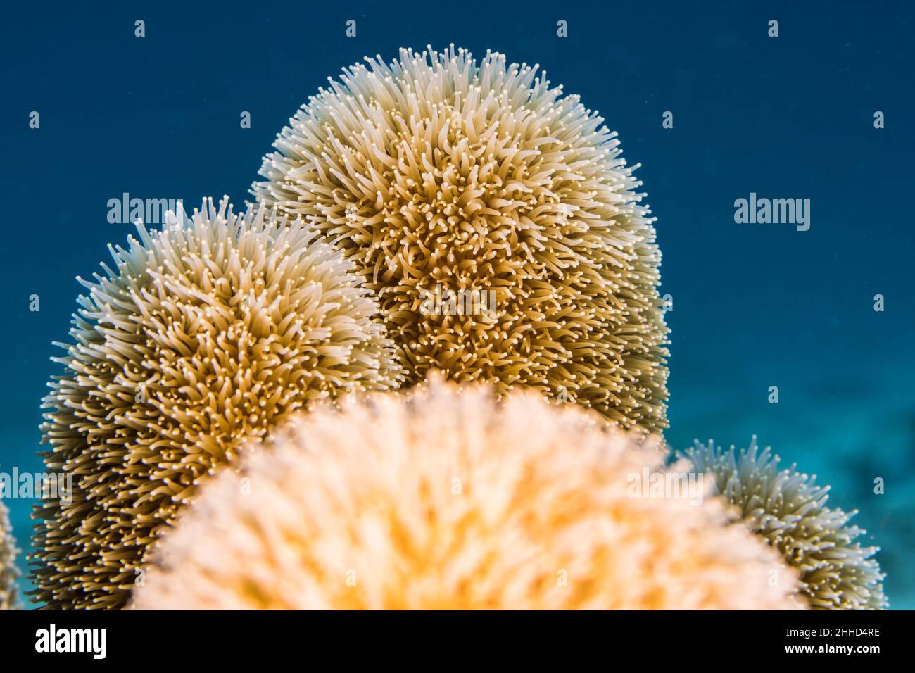 Primo piano, macro della morfologia dei coralli nella barriera corallina del Mar dei Caraibi, Curacao Foto Stock