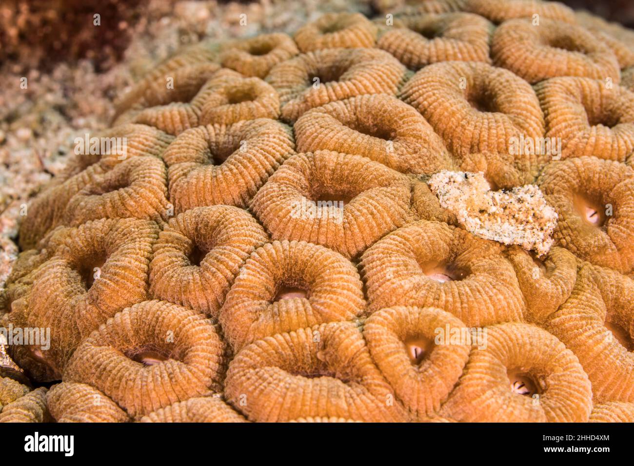 Primo piano, macro della morfologia dei coralli nella barriera corallina del Mar dei Caraibi, Curacao Foto Stock