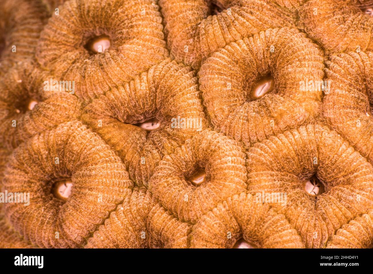 Primo piano, macro della morfologia dei coralli nella barriera corallina del Mar dei Caraibi, Curacao Foto Stock