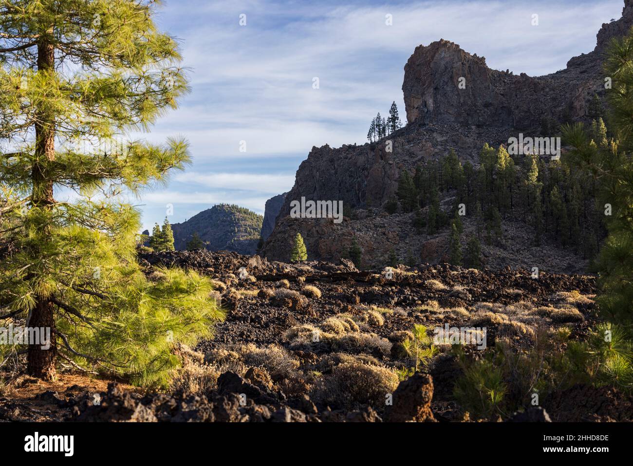 I pini delle Canarie, pinus canariensis, crescono nel paesaggio vulcanico a 2000 metri sul livello del mare nel Parco Nazionale Las Cañadas del Teide, Tene Foto Stock