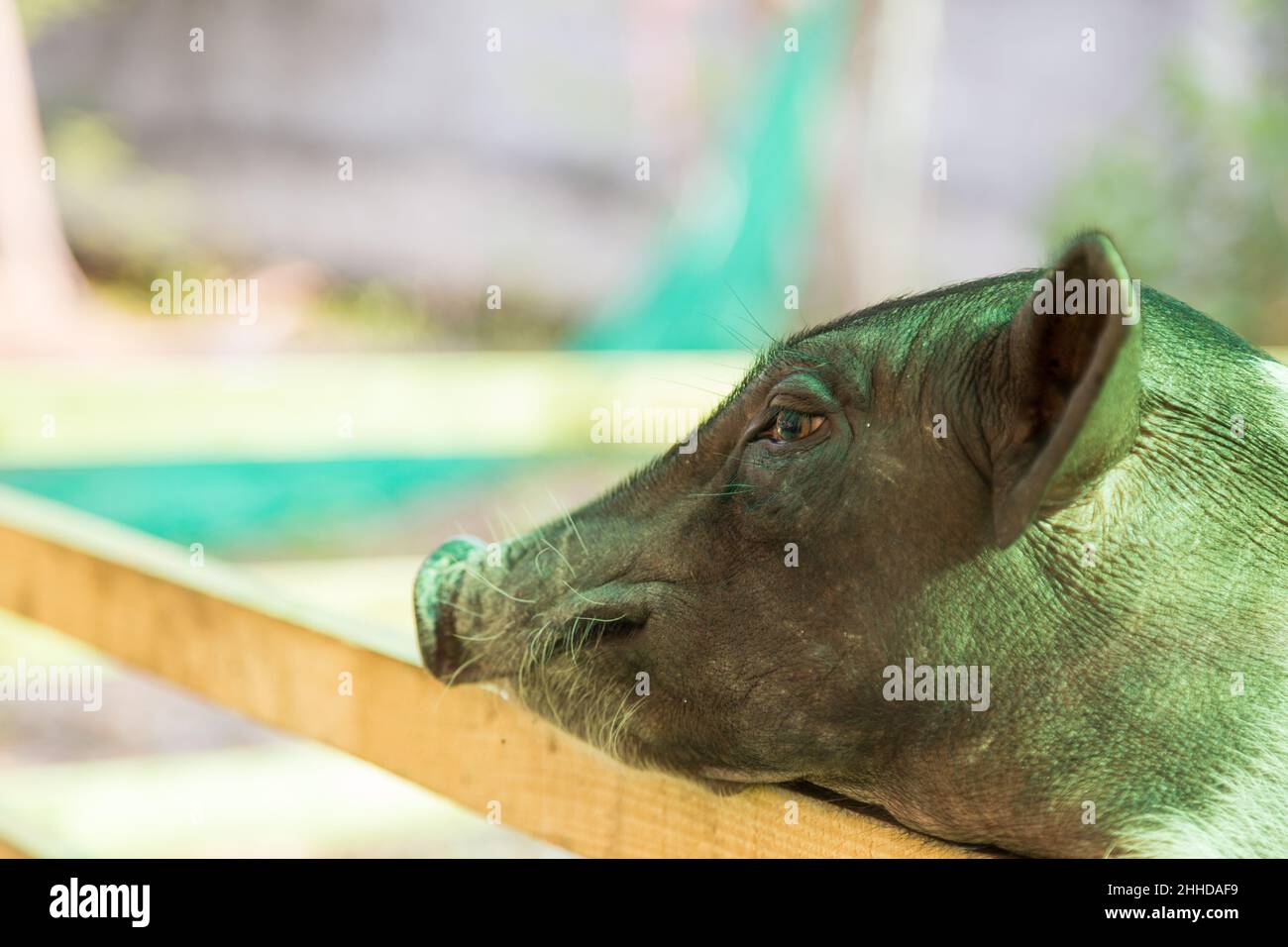 Simpatico maialino appeso su una recinzione in attesa di cibo Foto Stock
