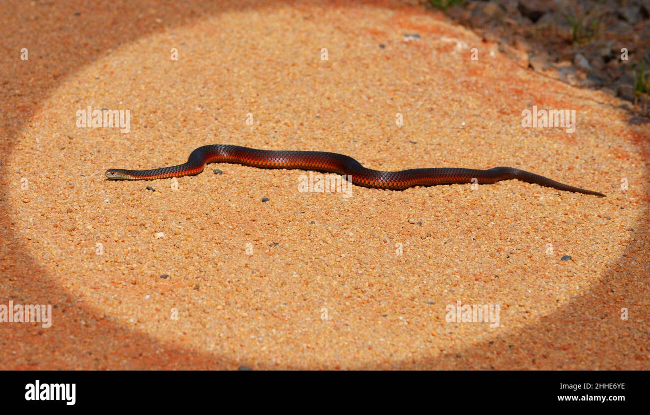 Copperhead Snake Foto Stock