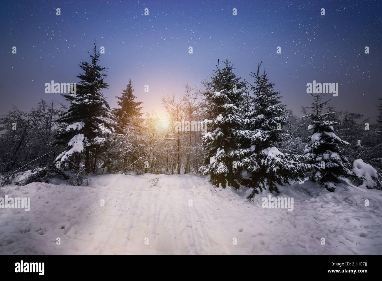 Inverno pineta neve paesaggio con cielo stellato al tramonto. Foto Stock