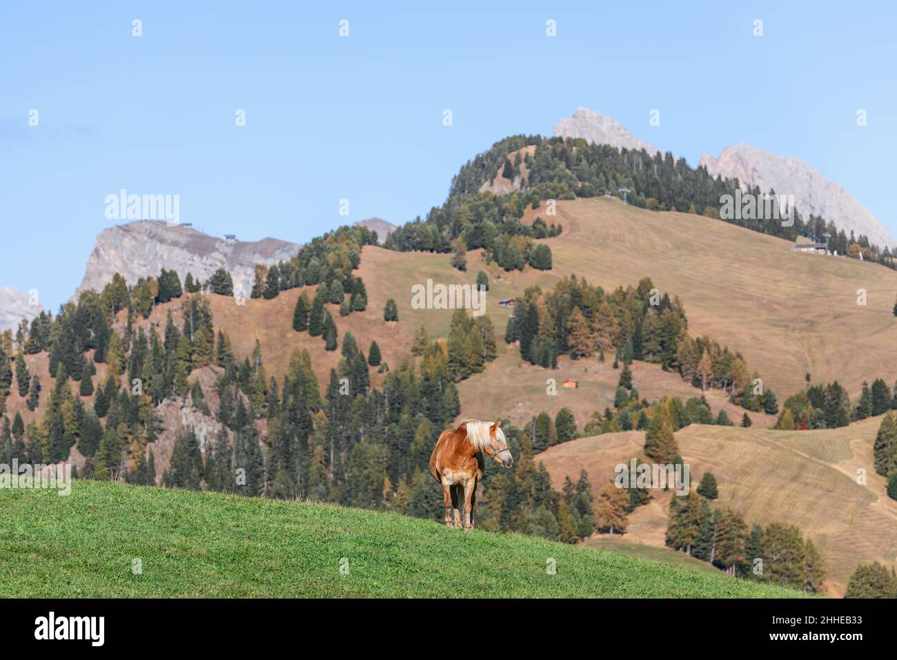 La giovane razza di cavalli Haflinger (Avelignese) si sgrana su un pascolo di alta montagna in Alpe di Siusi, Alto Adige, Italia Foto Stock