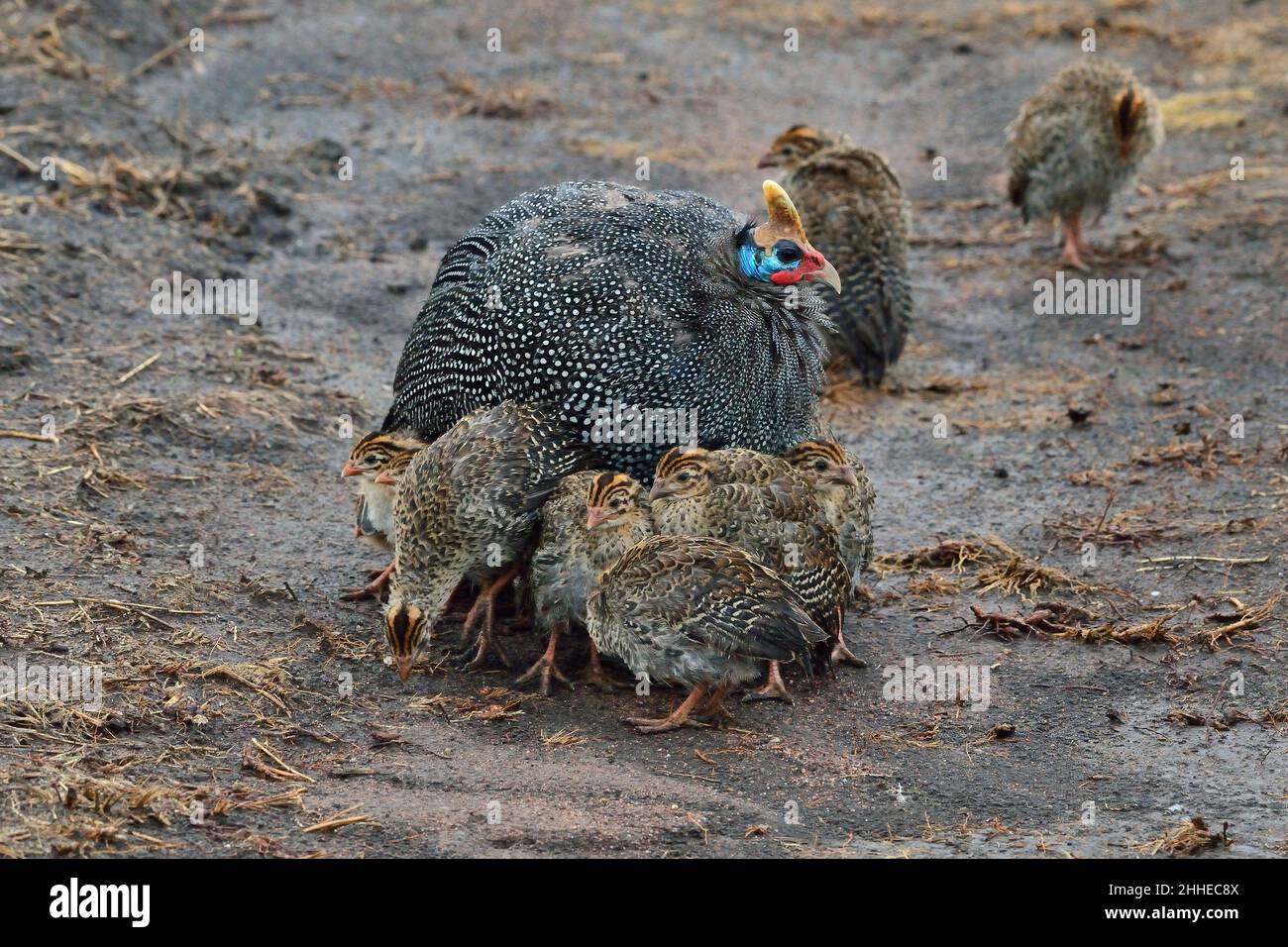 Helmperlhuhn mit Küken, guineafowl helmeted con pulcini, Numida meleagris Foto Stock