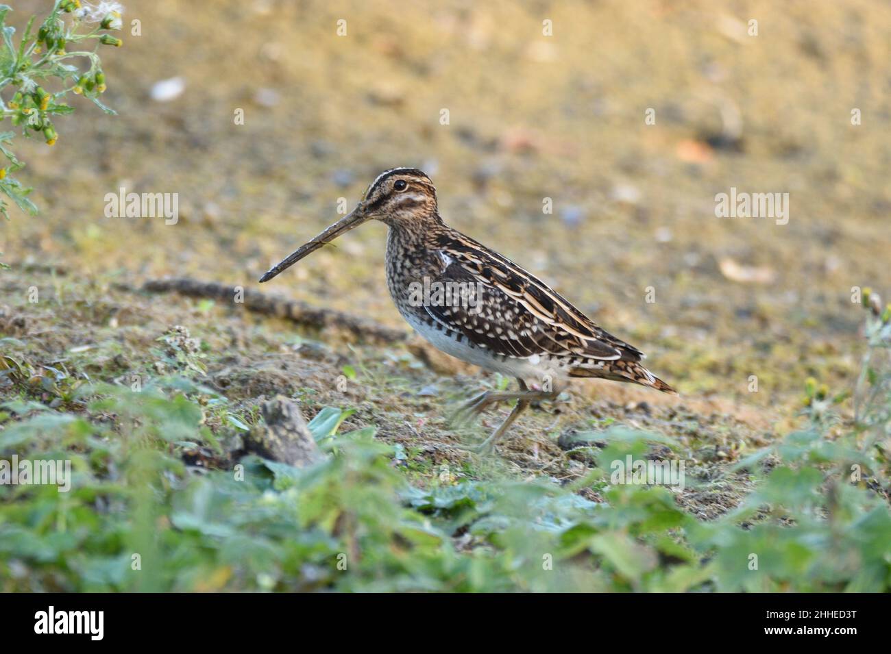 Comune Snipe che cammina sulla fangosa riva di un lago in Hertfordshire, Inghilterra, Regno Unito. Foto Stock