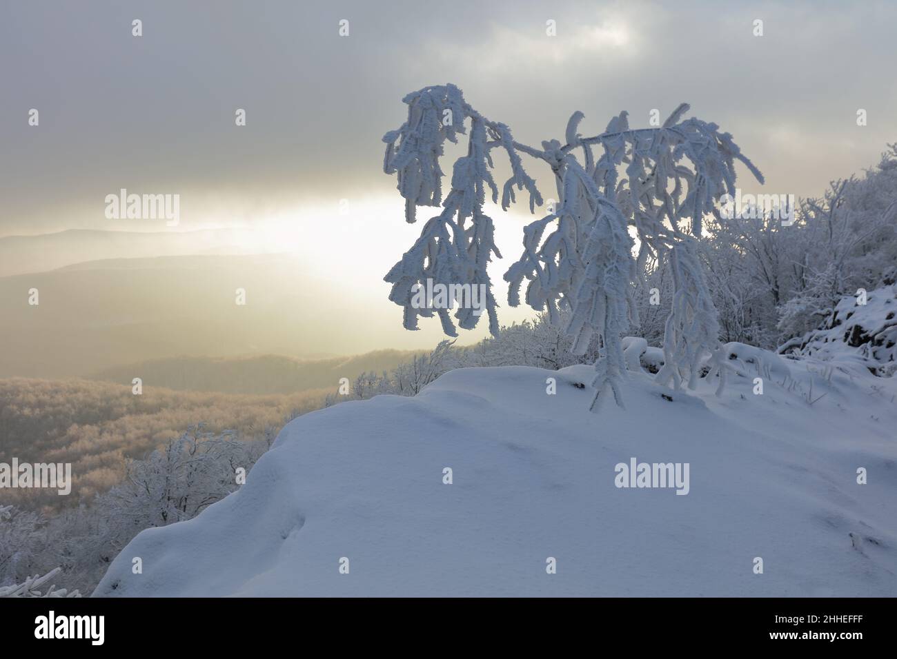 Ampio scatto di un magico tramonto invernale bianco a Vapenna in piccolo Carpazi con neve fresca sui passi e gelo pinete coperte, Slovacchia Foto Stock
