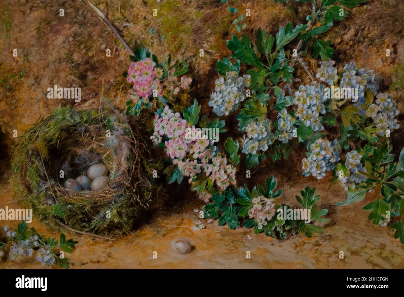 Chaffinch Nest e May Blossom, William Henry Hunt, circa 1845, Courtauld Gallery, Londra, Inghilterra, Regno Unito, Foto Stock