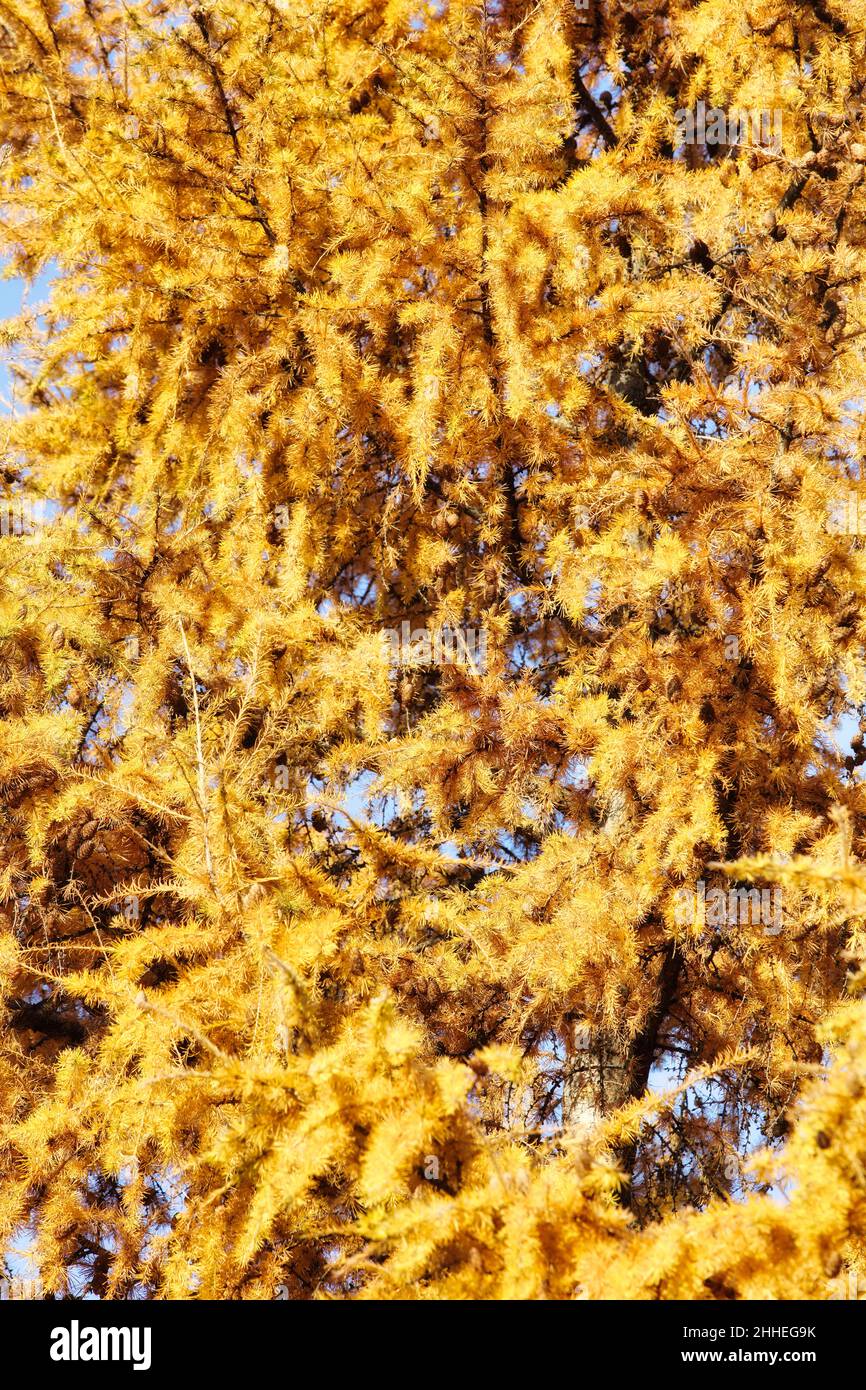 Rami di larice giallo autunno primo piano , sfondo autunno , concetto stagione autunno Foto Stock