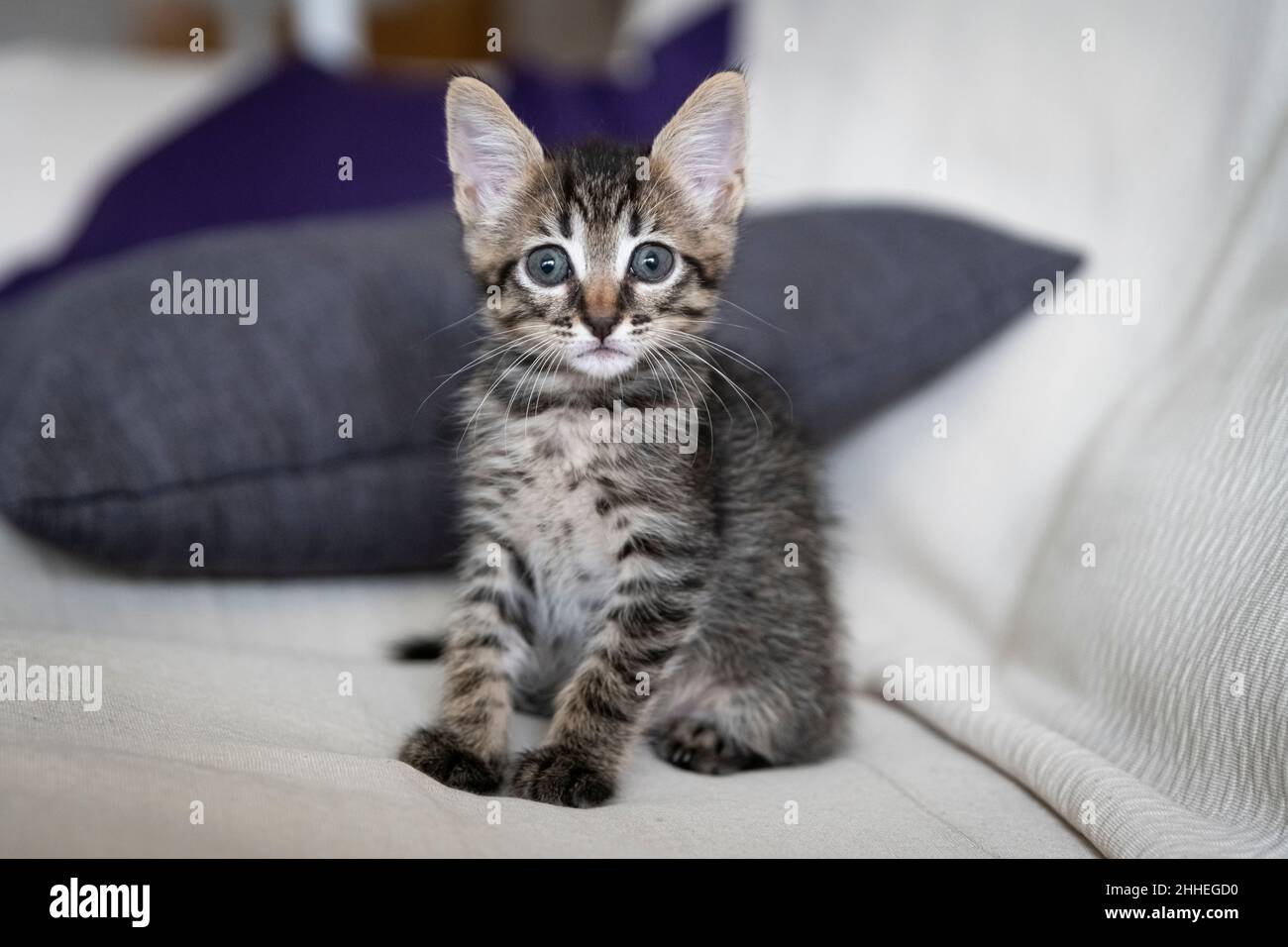 Primo piano di un adorabile cucciolo seduto sul divano Foto Stock