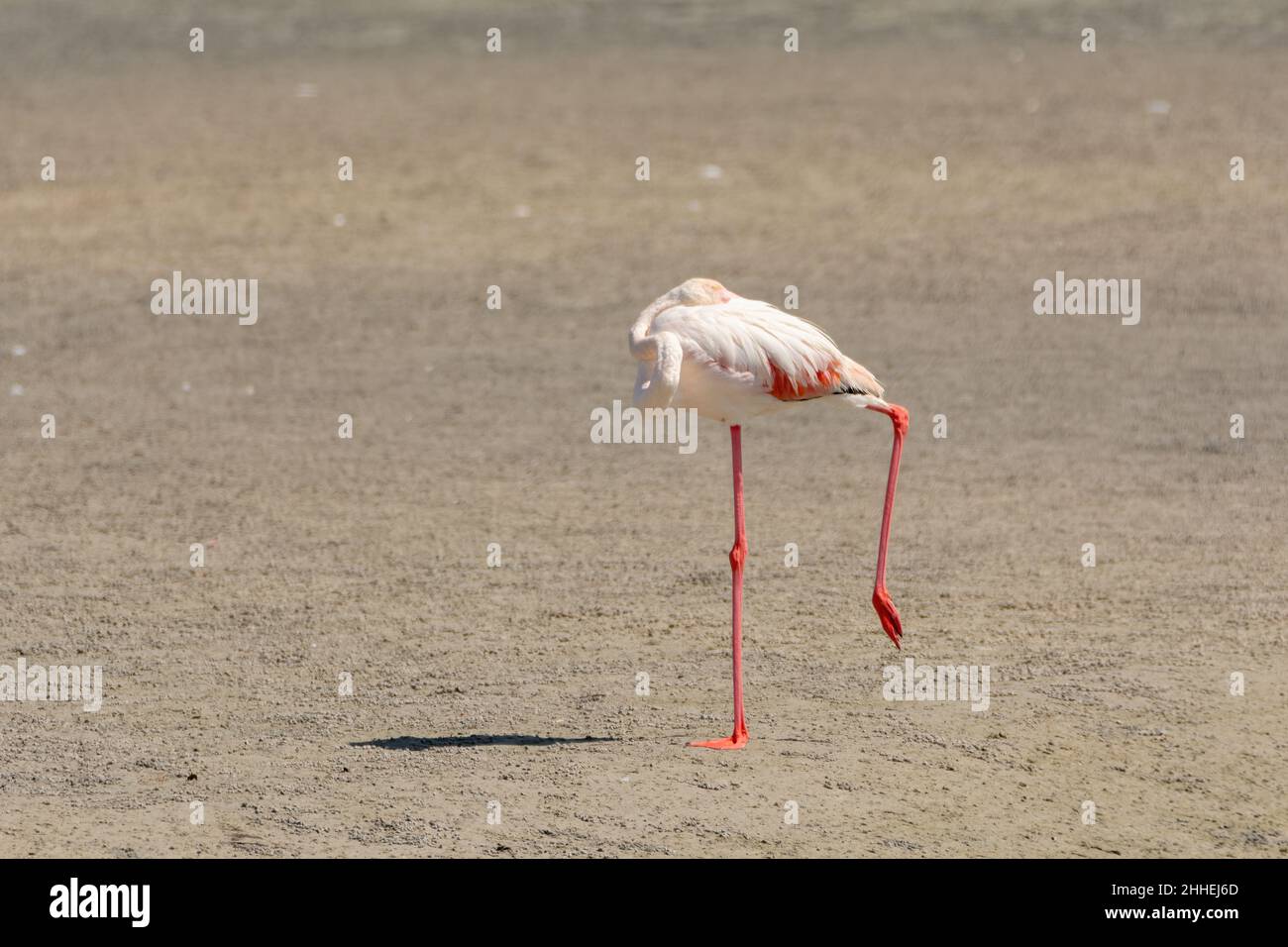 Un bellissimo Flamingo più grande (Fenicottero roseo), in piedi su una gamba e dormire con il collo ben arricciato sul retro al Ras al KH Foto Stock