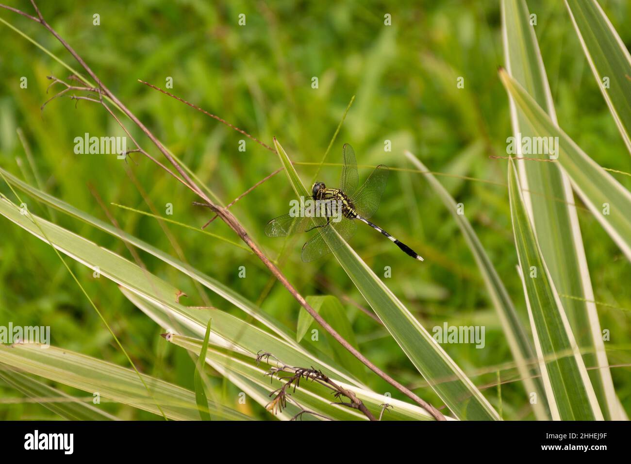 Una libellula verde di palude (Orthetrum sabina). Noto anche come il sottile skimmer visto poggiare su una foglia nel giardino. Foto Stock