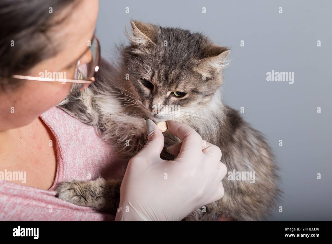 Donna che impantana una pillola per il gatto grigio, primo piano su sfondo grigio. Foto Stock
