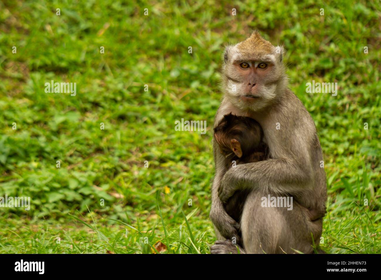Una scimmia sta cercando cibo mentre tiene il suo bambino che non ha osato scendere dalle braccia della madre. Concetto di conservazione e fauna selvatica Foto Stock