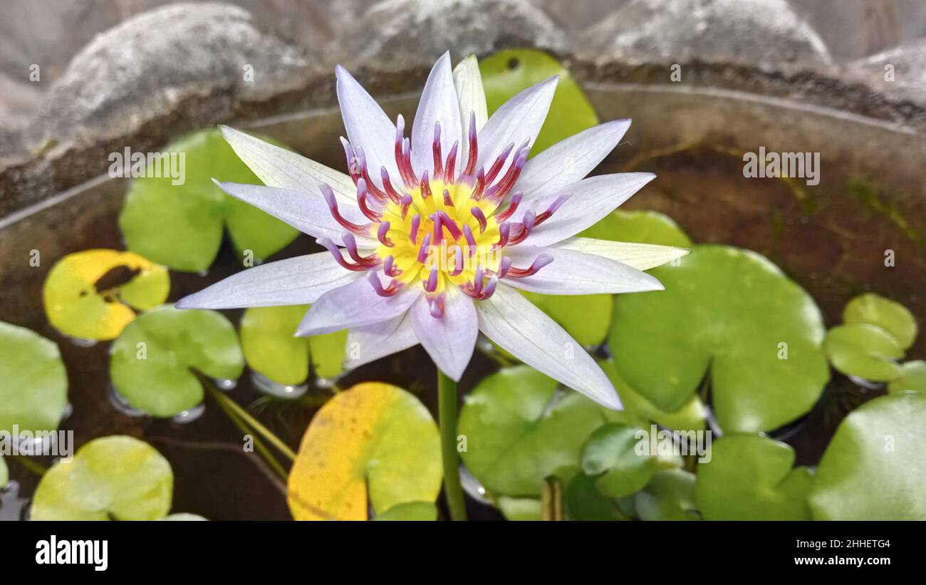 Primo piano vista della fioritura ninfea caerulea, noto anche come loto egiziano o giglio d'acqua blu Foto Stock