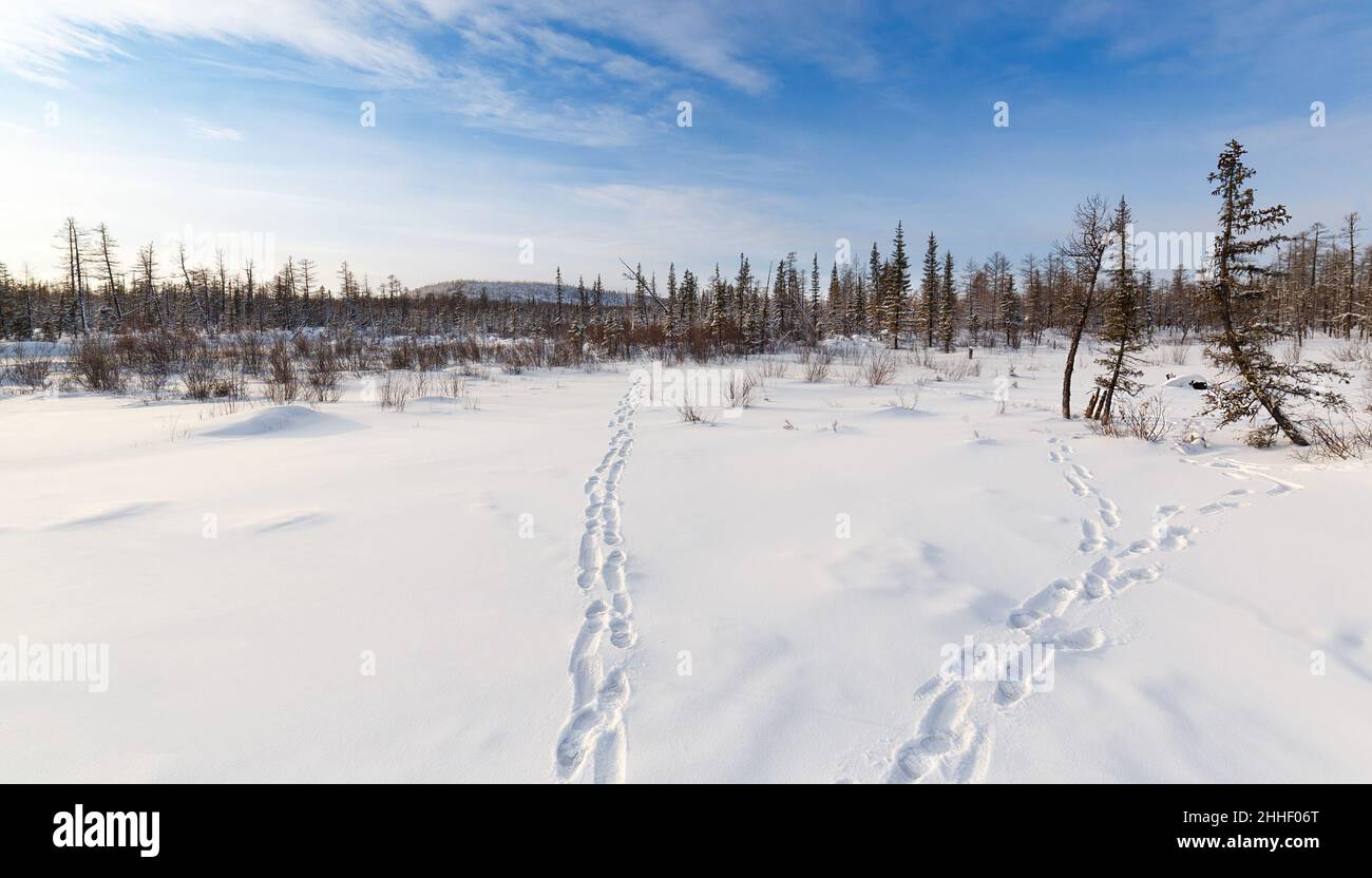 Panorama di una foresta invernale con impronte nella neve. Yakutia meridionale, Russia Foto Stock