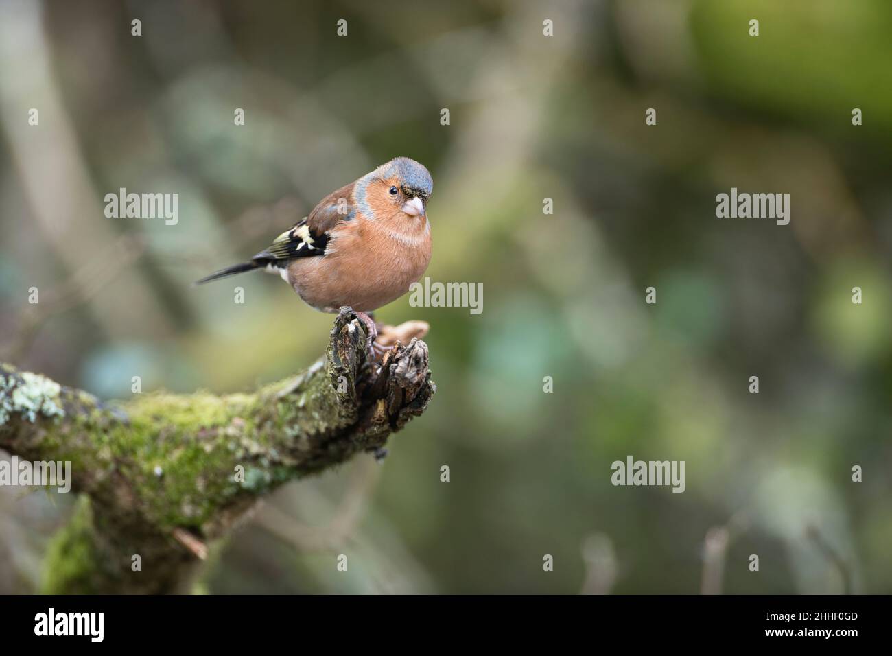 Chaffinch maschio (Coelebs Fringilla) in colori invernali sottodimati Foto Stock