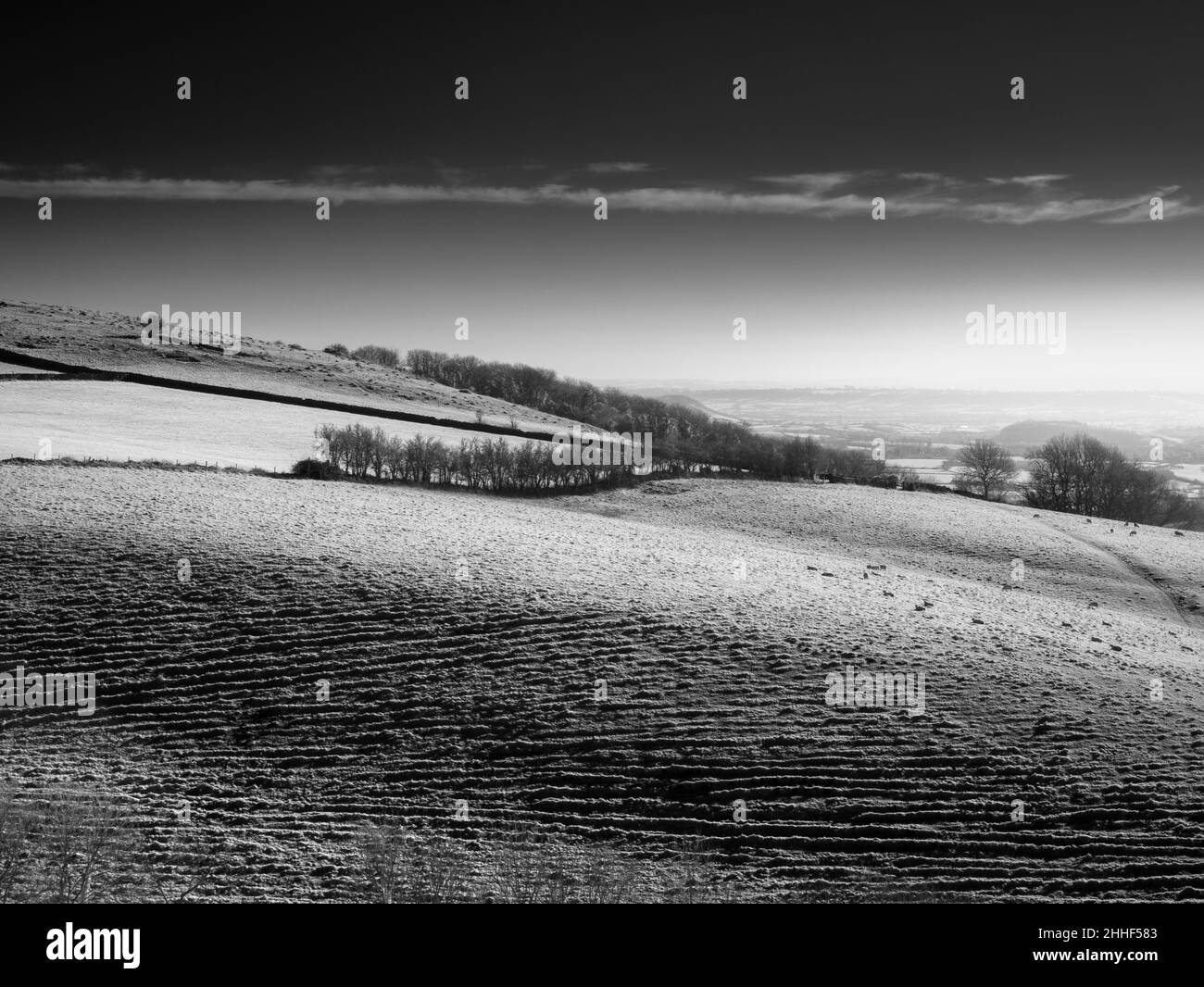 Un'immagine in bianco e nero di linceti strip nelle colline Mendip dalla riserva naturale Draycott Sleights, Somerset, Inghilterra. Foto Stock