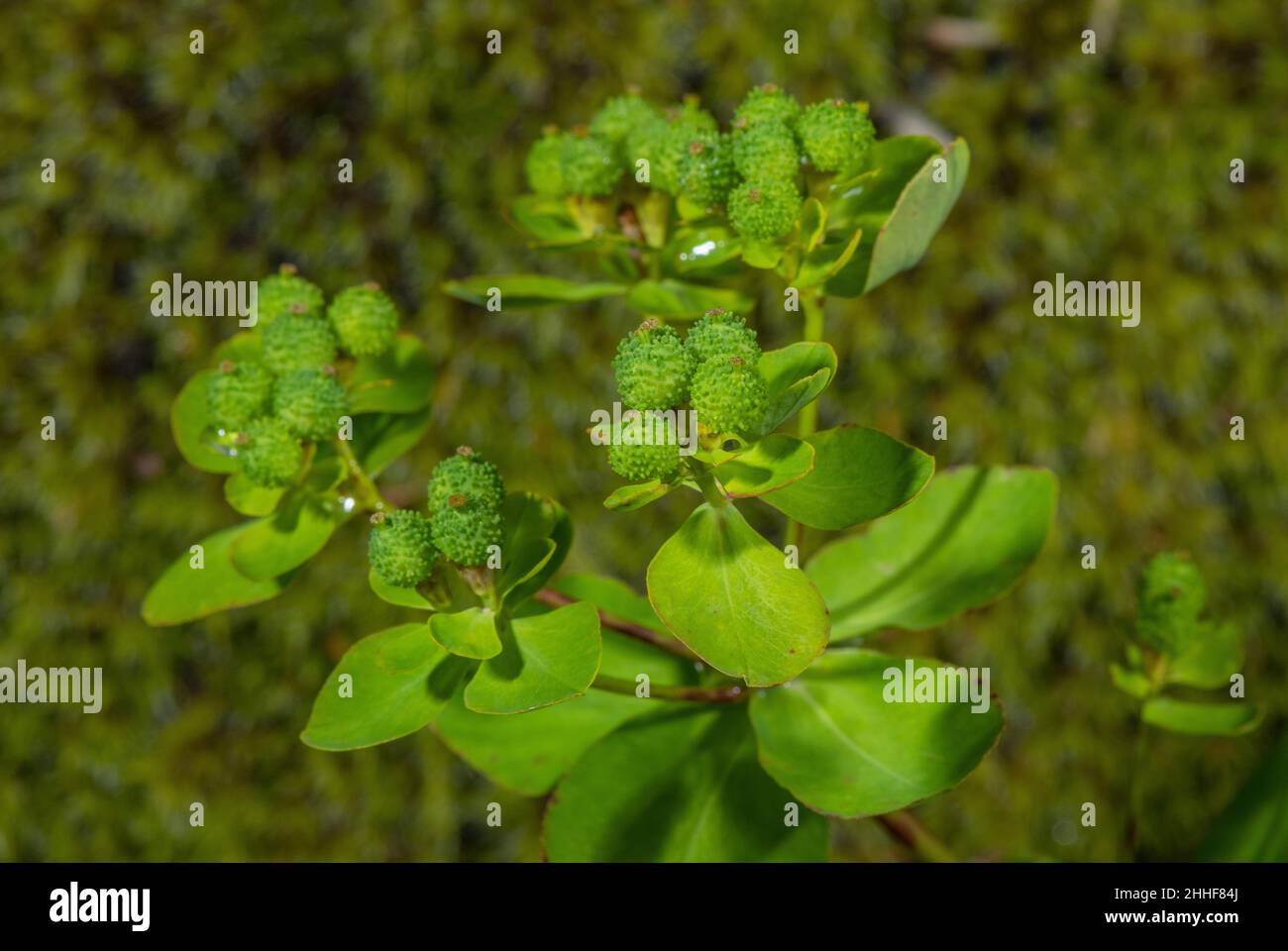Warty Spurge, Euphorbia verrucosa, in frutta. Foto Stock