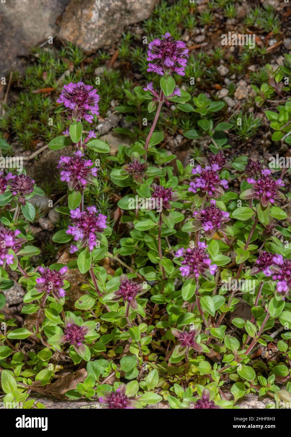 Thyme selvatico più grande, polegioides di Thymus, in fiore. Foto Stock
