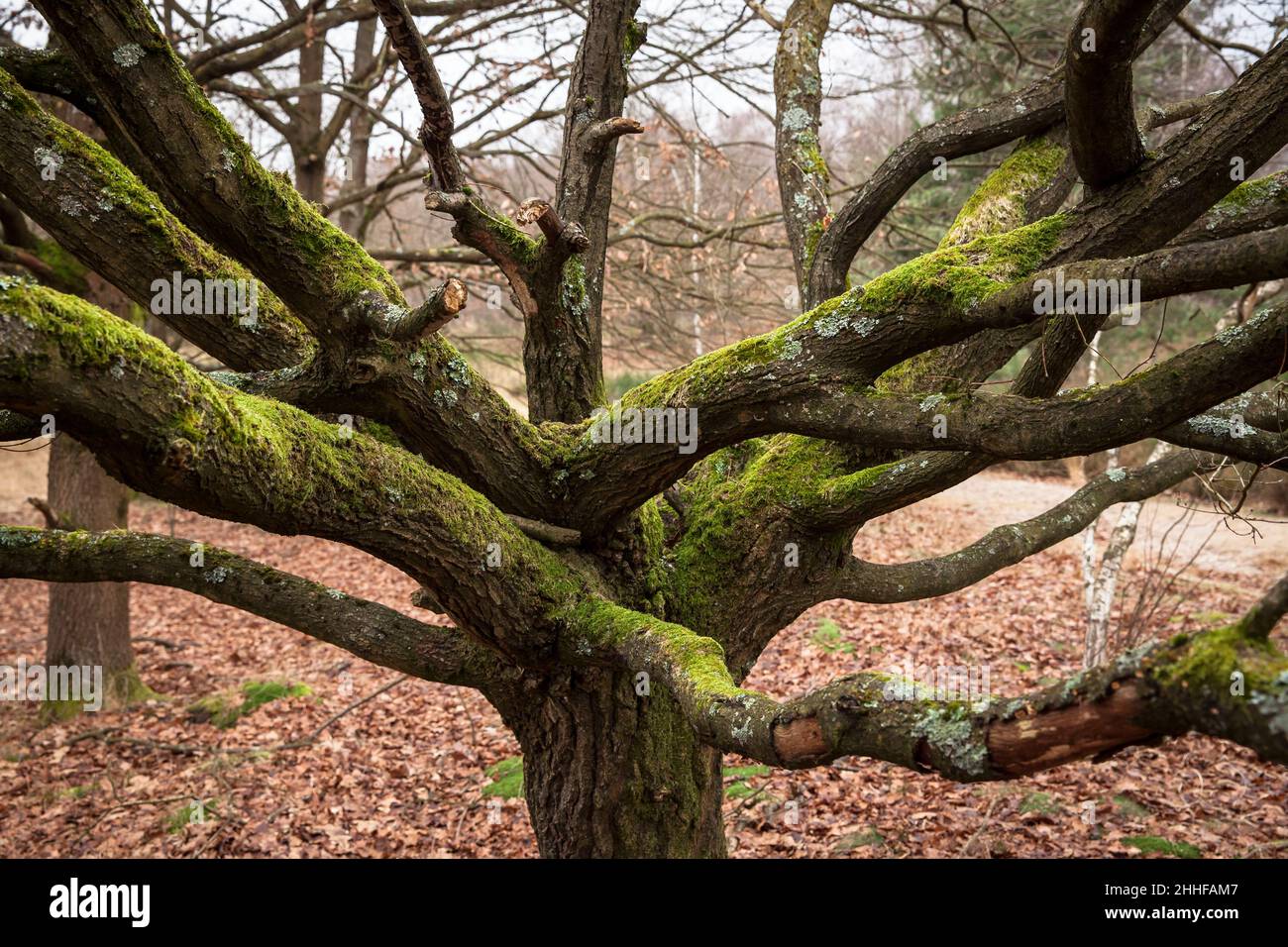 Il muschio coprì la quercia nella Huehnerbruch (palude di gallo nero) nella Wahner Heath, Troisdorf, Renania settentrionale-Vestfalia, Germania. Mit Moos bewachsene E. Foto Stock