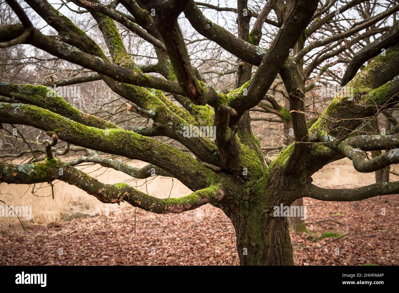 Il muschio coprì la quercia nella Huehnerbruch (palude di gallo nero) nella Wahner Heath, Troisdorf, Renania settentrionale-Vestfalia, Germania. Mit Moos bewachsene E. Foto Stock