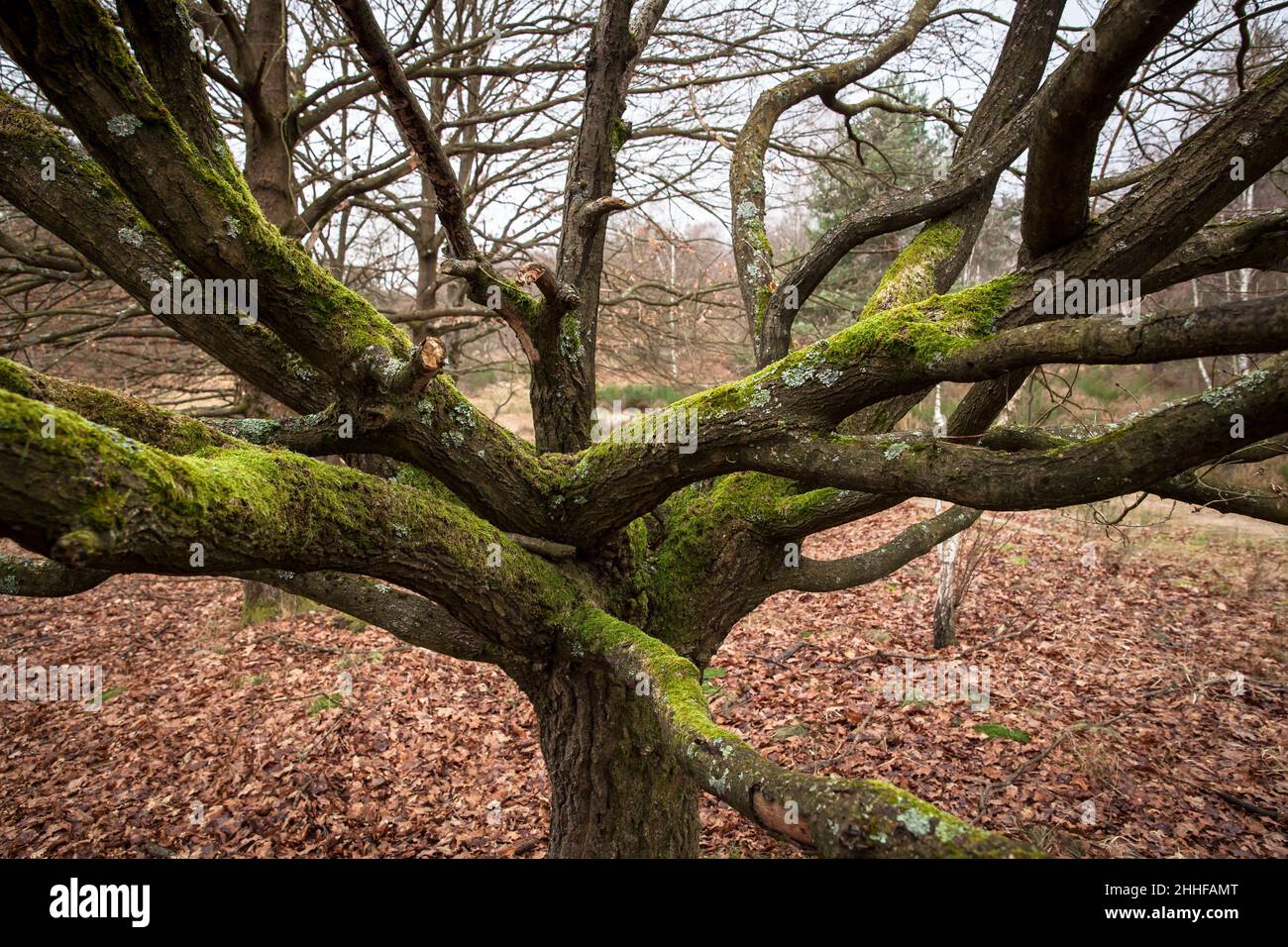 Il muschio coprì la quercia nella Huehnerbruch (palude di gallo nero) nella Wahner Heath, Troisdorf, Renania settentrionale-Vestfalia, Germania. Mit Moos bewachsene E. Foto Stock