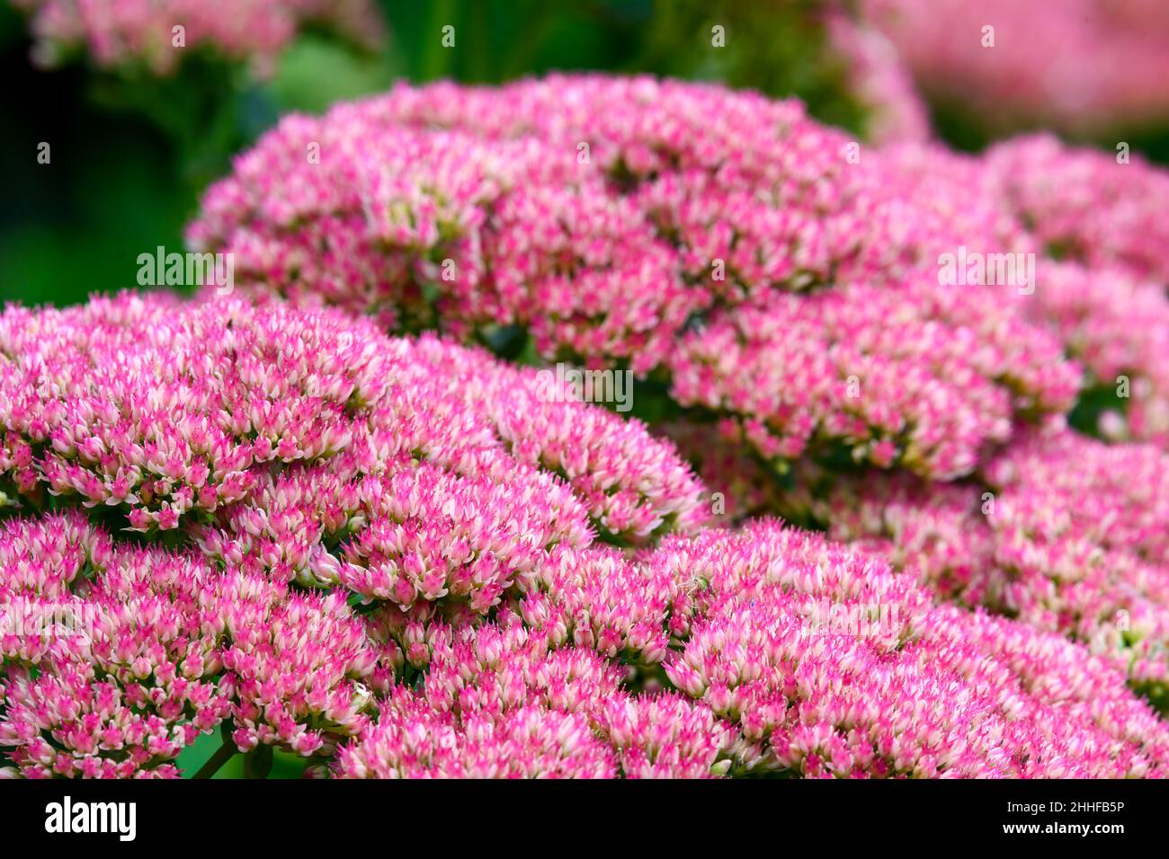 Pianta di ghiaccio Hylocelephium spectabile) in fiore mostrando masse di piccoli fiori rosa Foto Stock