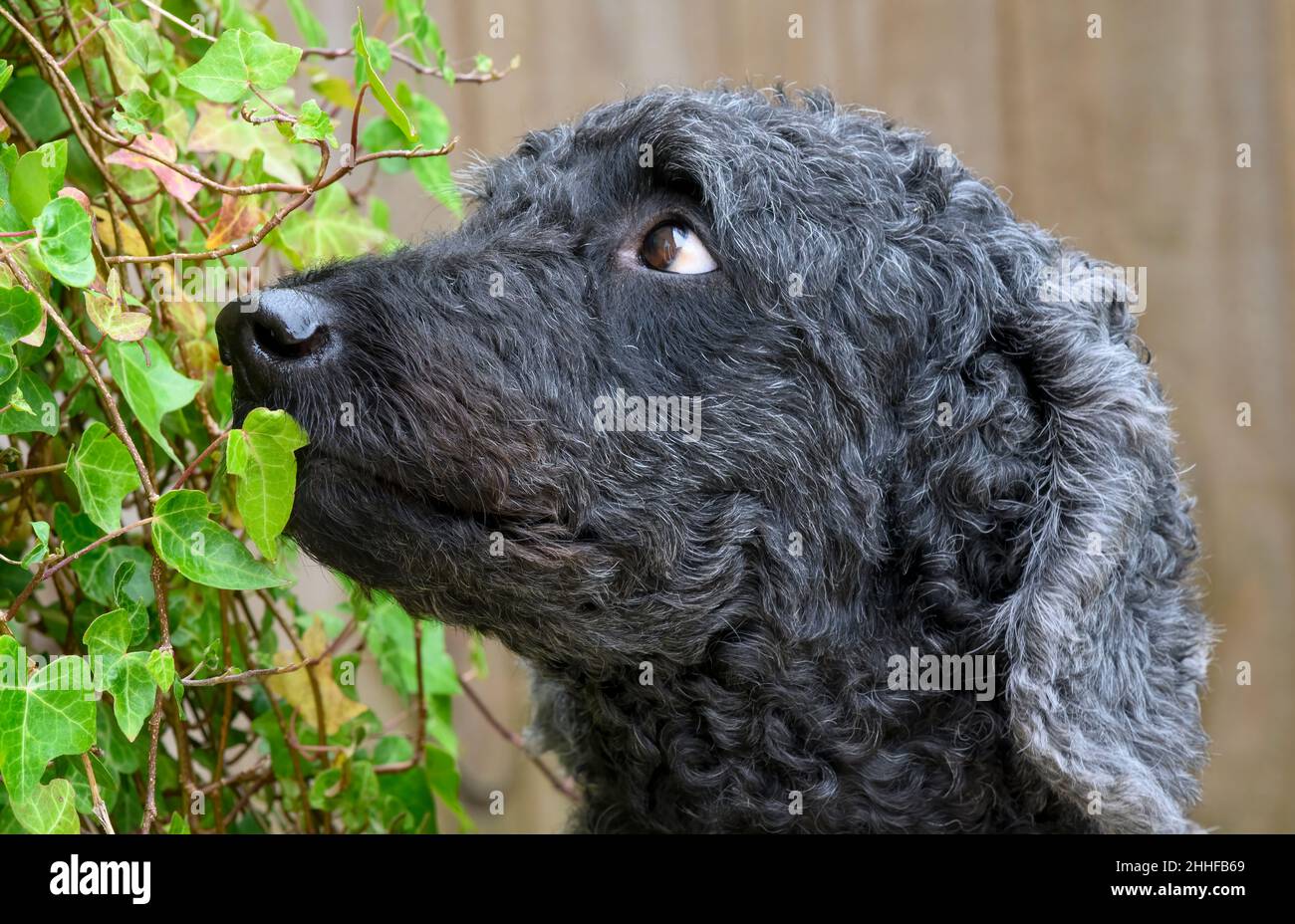 Vista laterale, (Ritratto), di una bellissima femmina nera Labradoodle che guarda in un grumo di Ivy Foto Stock