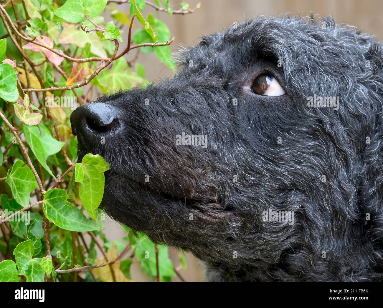 Vista laterale, (Ritratto), di una bellissima femmina nera Labradoodle che guarda in un grumo di Ivy Foto Stock