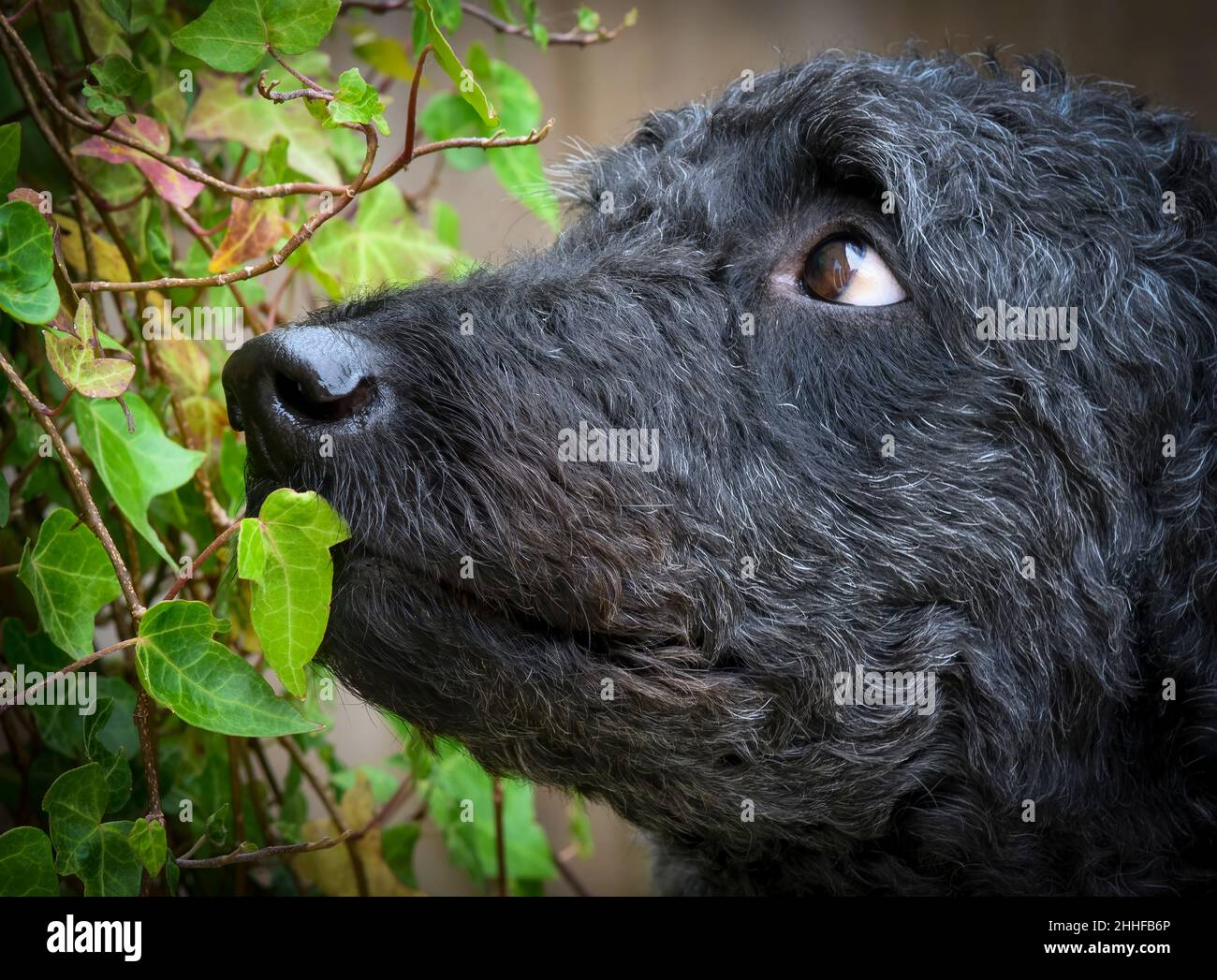 Vista laterale, (Ritratto), di una bellissima femmina nera Labradoodle che guarda in un grumo di Ivy Foto Stock