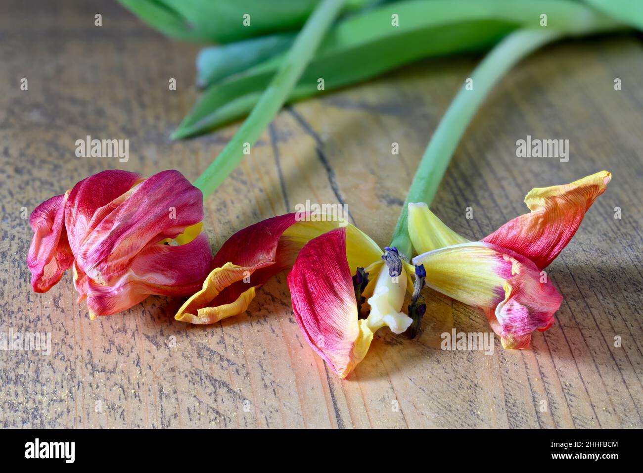 tulipano morto con petali mancanti, giacente su un vecchio asse di legno Foto Stock