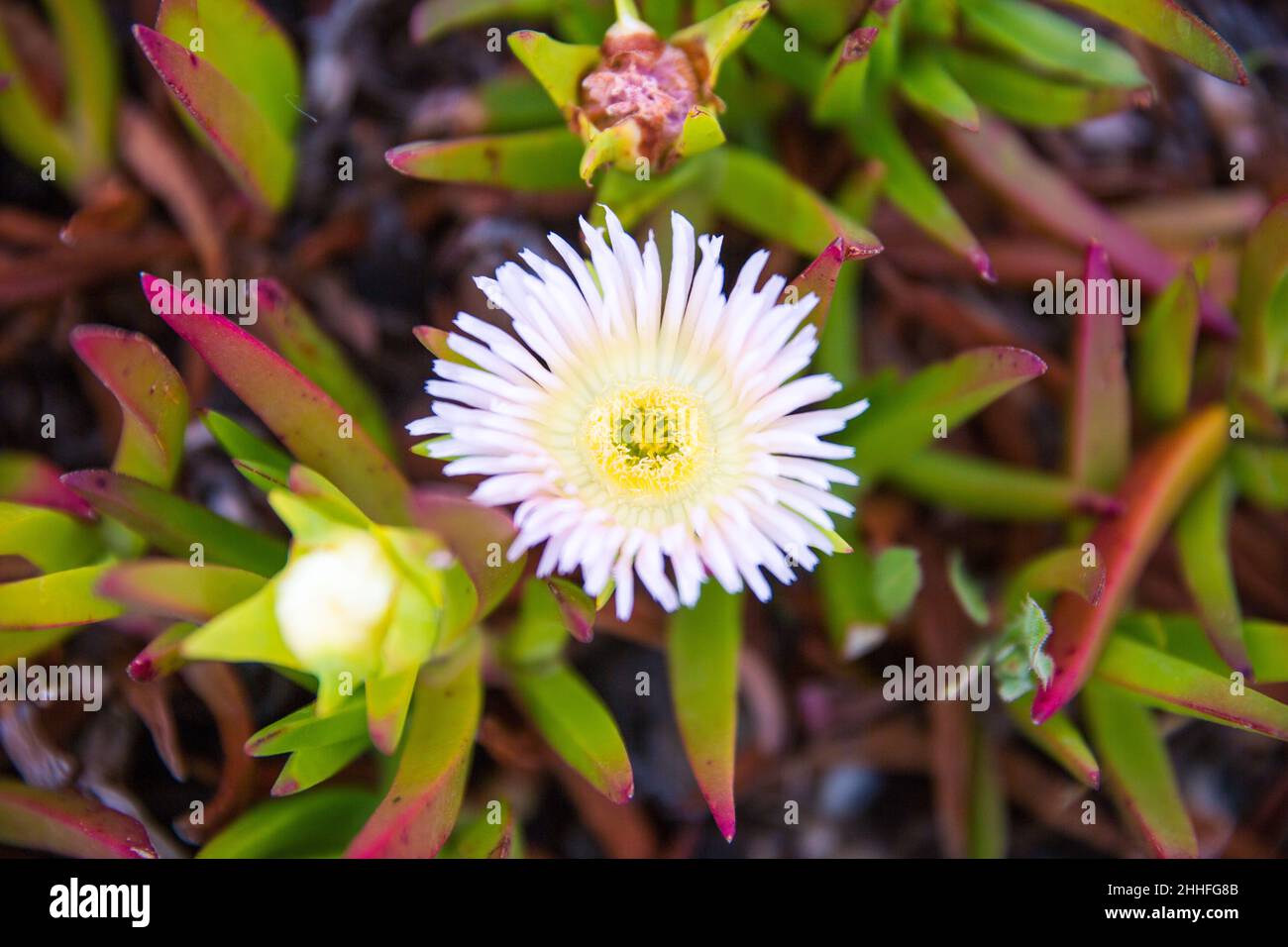 Fiore di Carpobrotus Edulis rosa chiaro (Sour Fig, Ice Plant, Highway Ice Plant) a Bloom Foto Stock