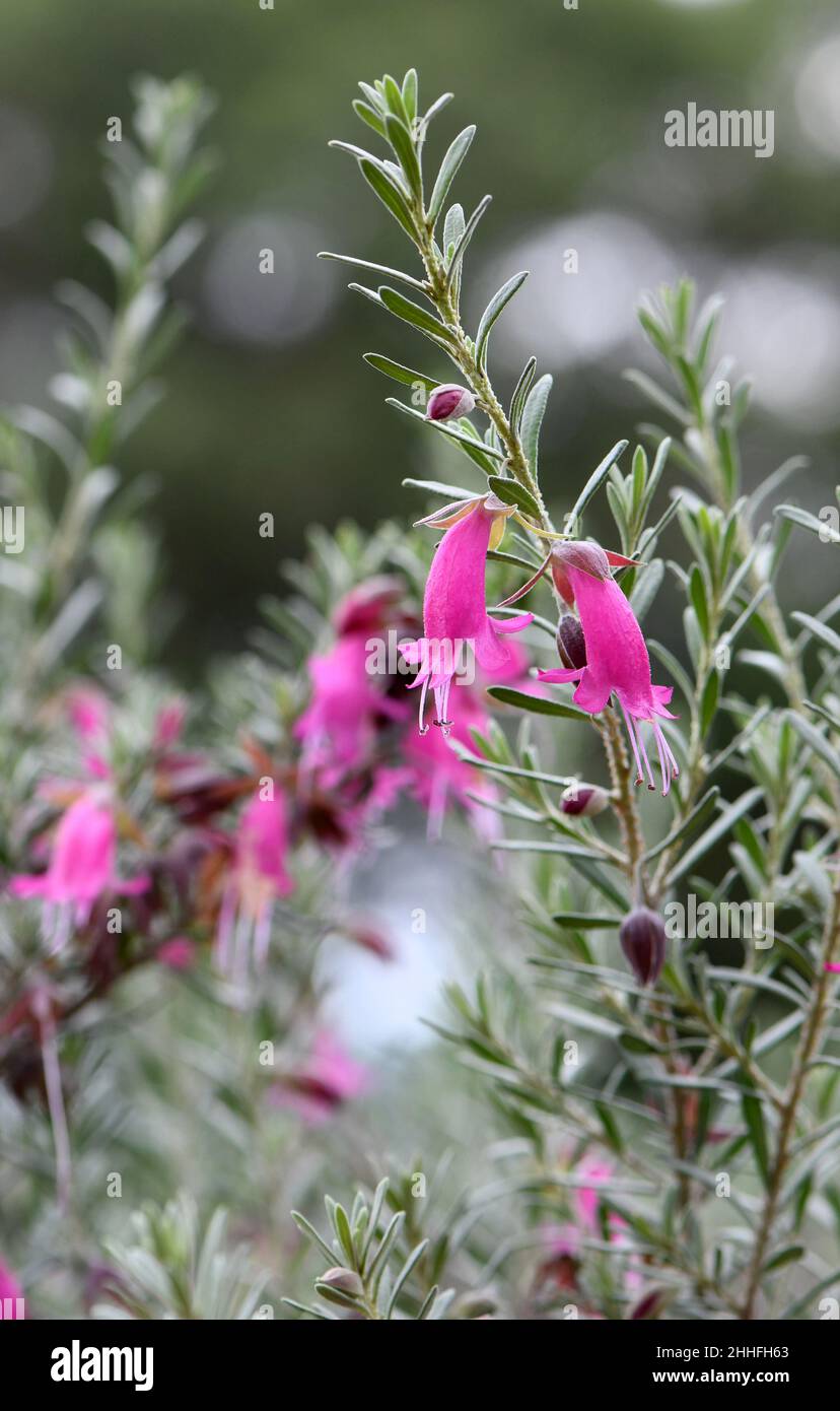 Fiori rosa della siccità hardy nativi australiani Warty Fuchsia Bush, Eremophila latrobei, dalla famiglia di Figwort Scrophulariaceae. Endemico a WA Foto Stock