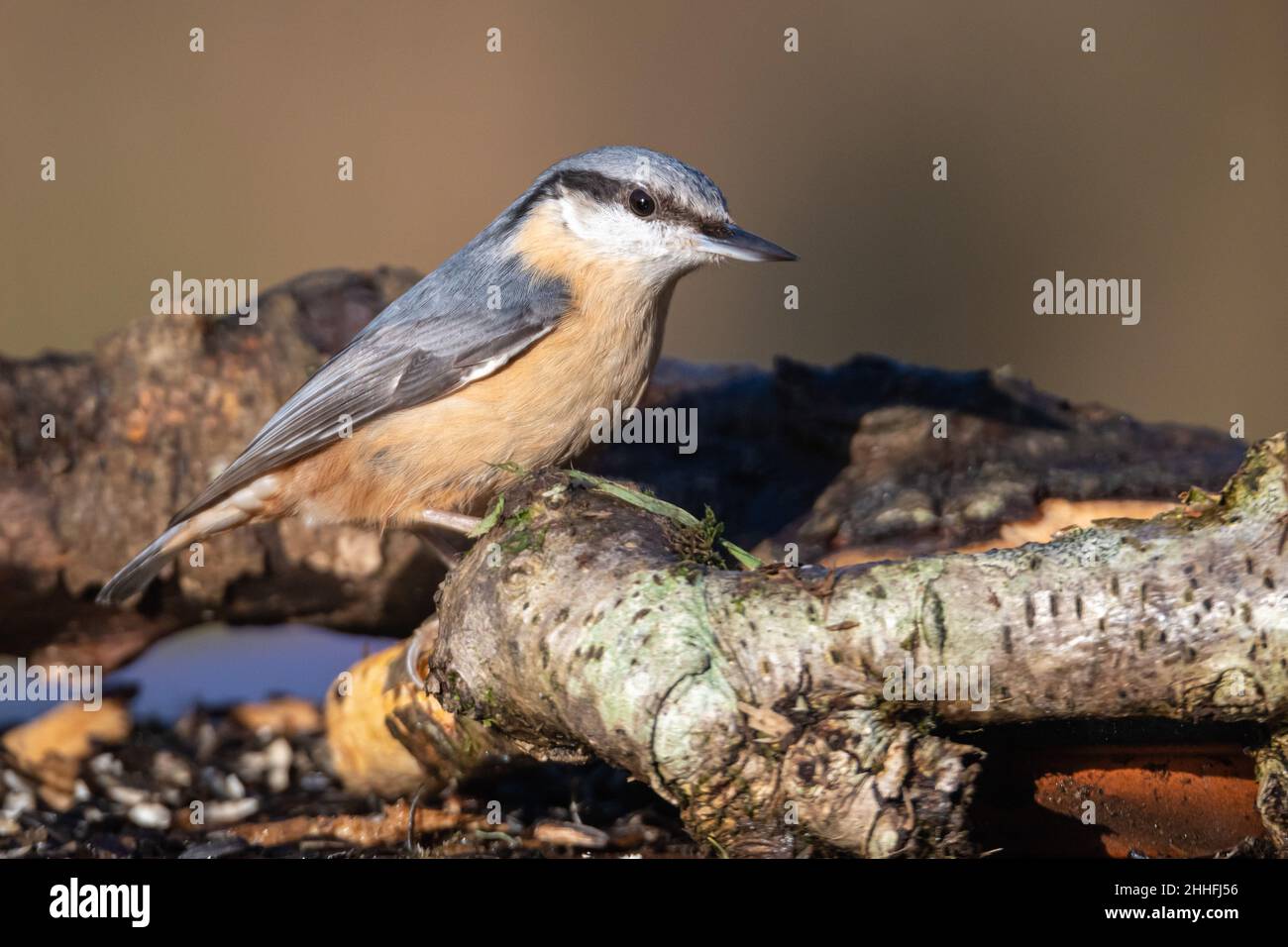 Un singolo adulto Nuthatch Eurasian nutrimento da un laghetto e in piedi su colori autunnali foglie di quercia con la sua riflessione in acqua. Foto Stock