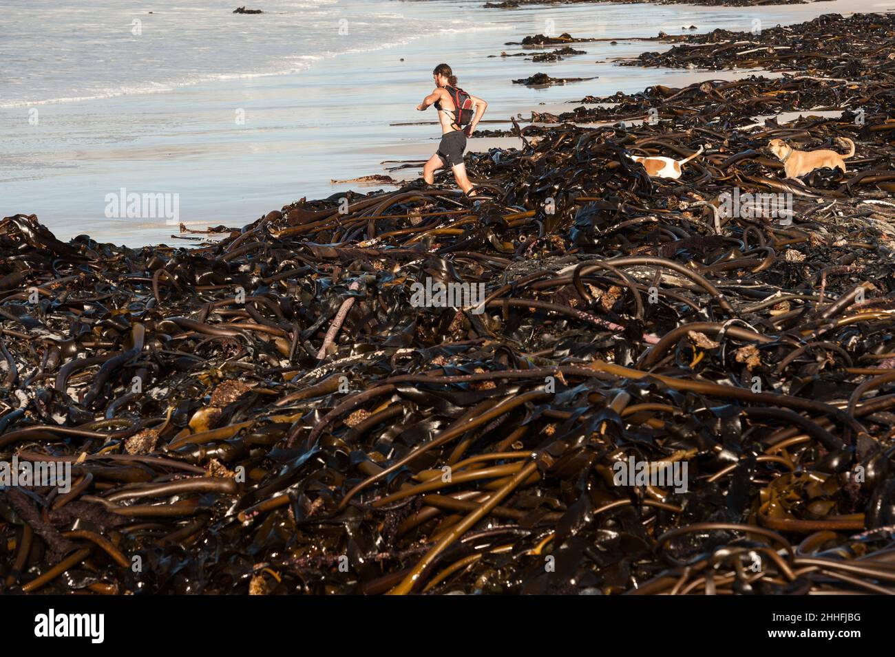 Kelp lavato da una tempesta in una coperta spessa che copre Long Beach a Kommetjie, una piccola città sulla penisola del Capo del Sud Africa, vicino a Città del Capo Foto Stock