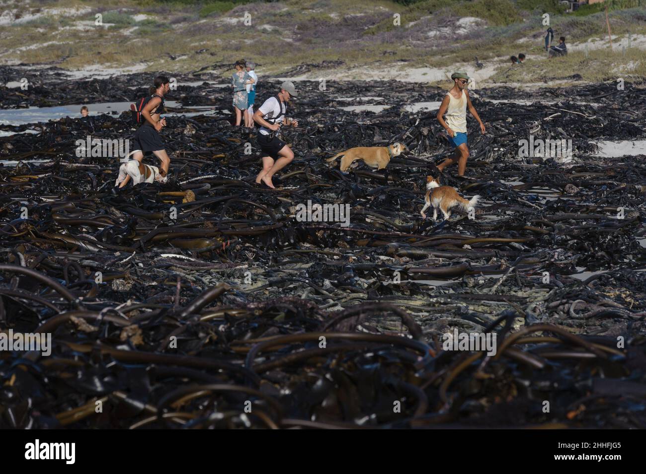 Kelp lavato da una tempesta in una coperta spessa che copre Long Beach a Kommetjie, una piccola città sulla penisola del Capo del Sud Africa, vicino a Città del Capo Foto Stock