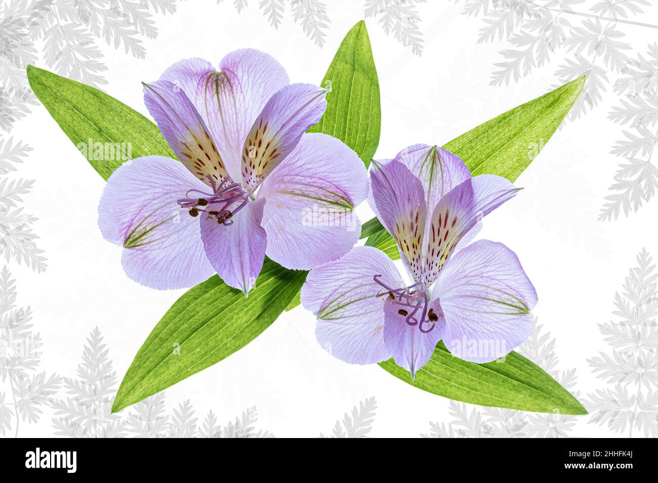 Due fiori di Alstroemeria su sfondo chiaro con foglie Foto Stock