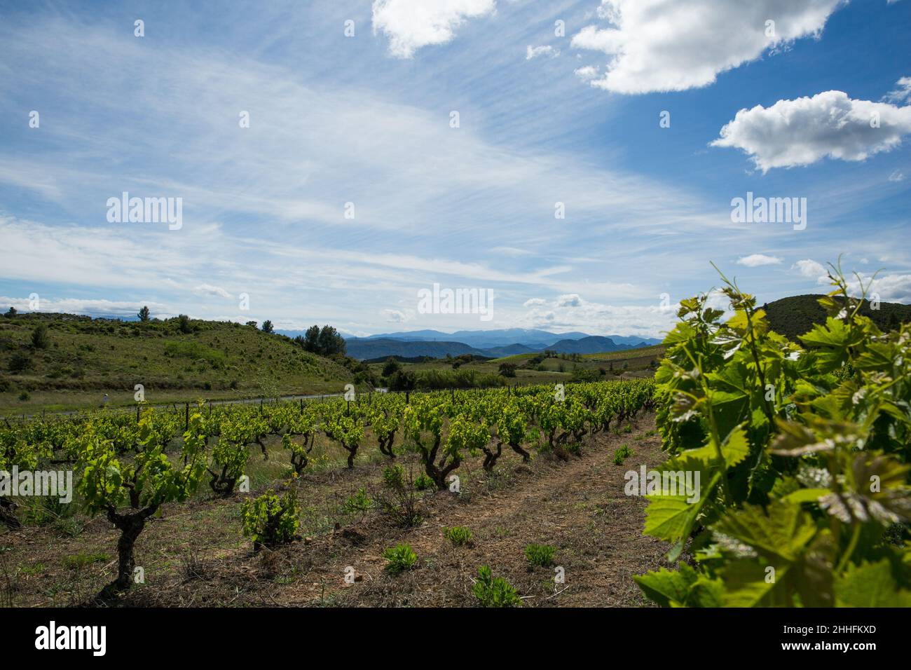 Corbières vigneti e Rolling Hills Paesaggio in Aude Francia Foto Stock