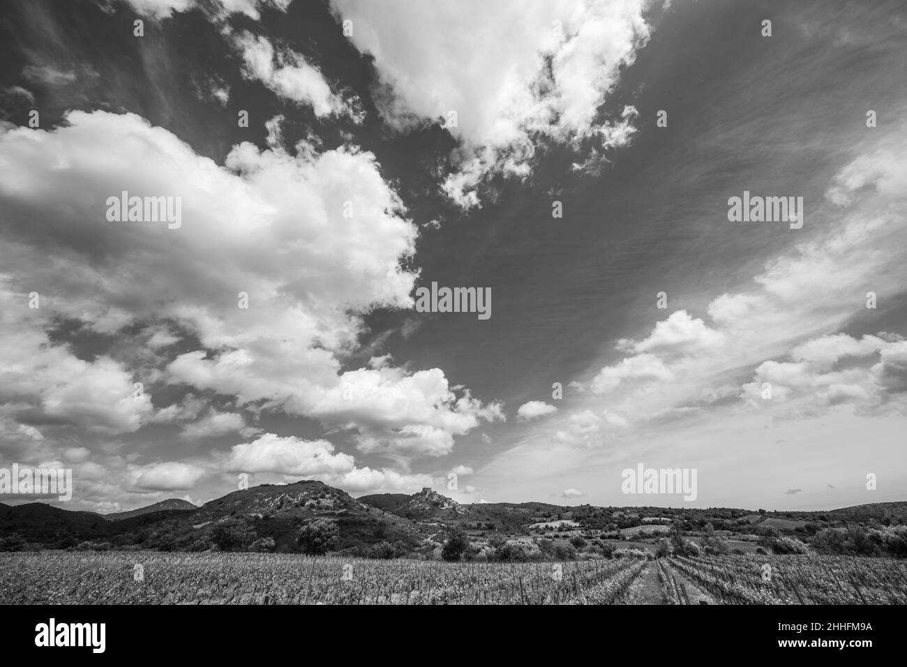Castello di Aguilar Cathar con vigneto Corbière in un giorno di primavera soleggiato a Aude, Francia Foto Stock