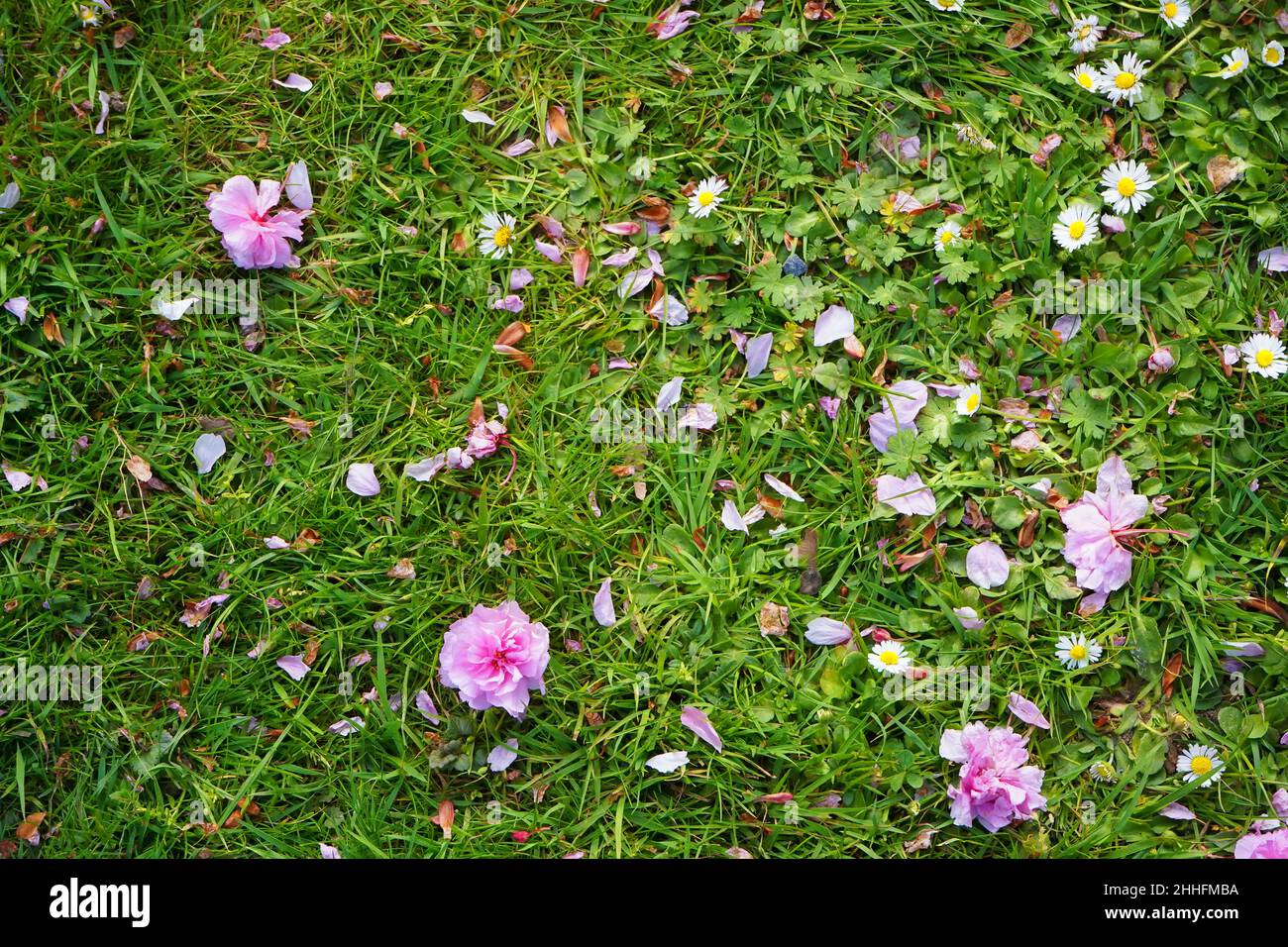 Un pascolo di primavera selvaggio con fiori di ciliegi e margherite. Foto Stock