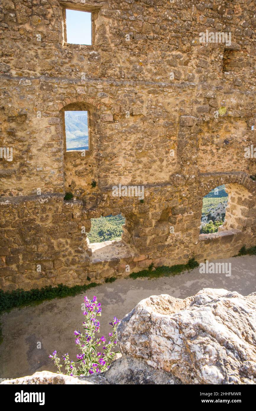 Le mura del castello di Queribus Cathar si trovano nella valle dell'Aude in Francia con i fiori selvatici che crescono sulle rocce Foto Stock