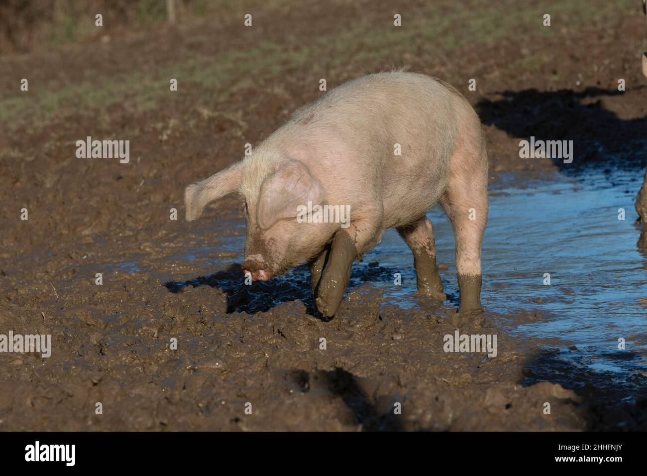 maiale in un muddy wallow Foto Stock