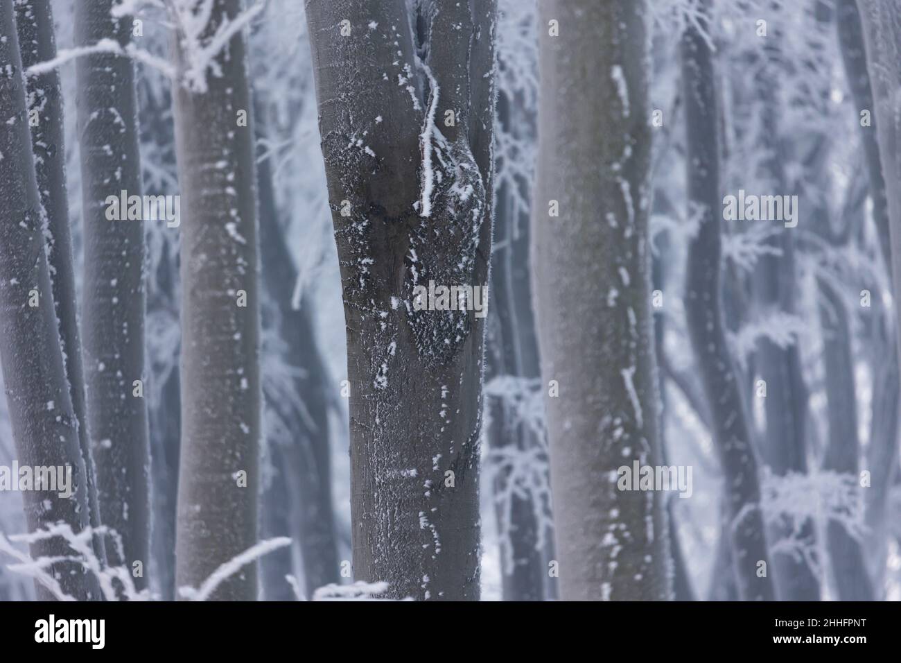 Bosco di faggio in inverno. Rami di albero e tronchi coperti di rime. Foto scattata in una giornata nuvolosa, con luce uniforme e morbida. Foto Stock