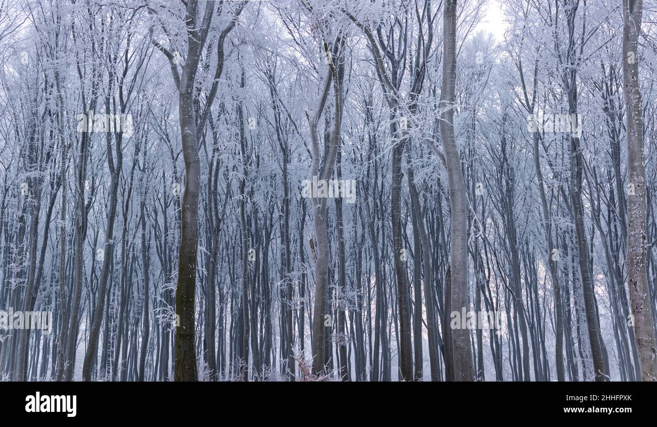 Bosco di faggio in inverno. Rami di albero e tronchi coperti di rime. Foto scattata in una giornata nuvolosa, con luce uniforme e morbida. Foto Stock
