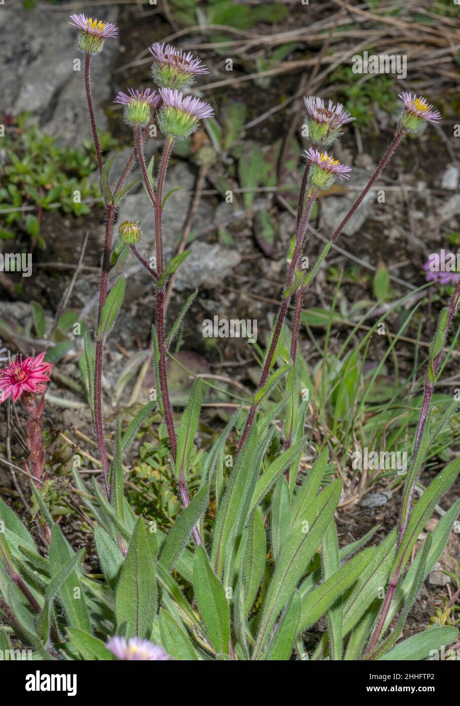 Fleabane alpine, Erigeron alpine in fiore nelle Alpi svizzere. Foto Stock